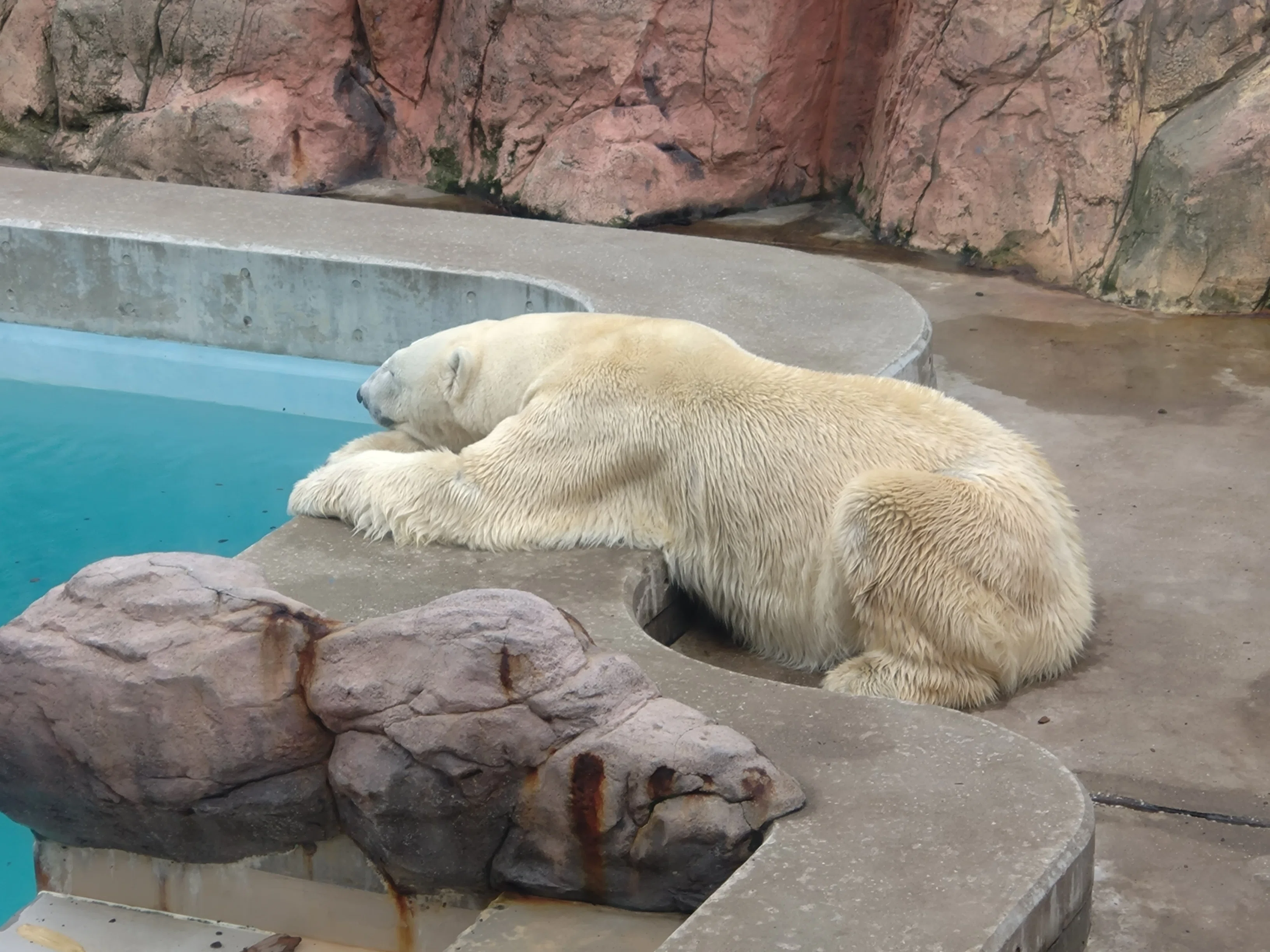 シロクマの赤ちゃん、モモ太くんに会いに行く！～男鹿・秋田旅行記2日