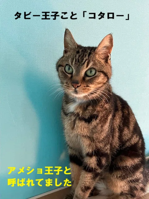 Afterword Part 1: Introducing the Model Cat｜にわのともこ