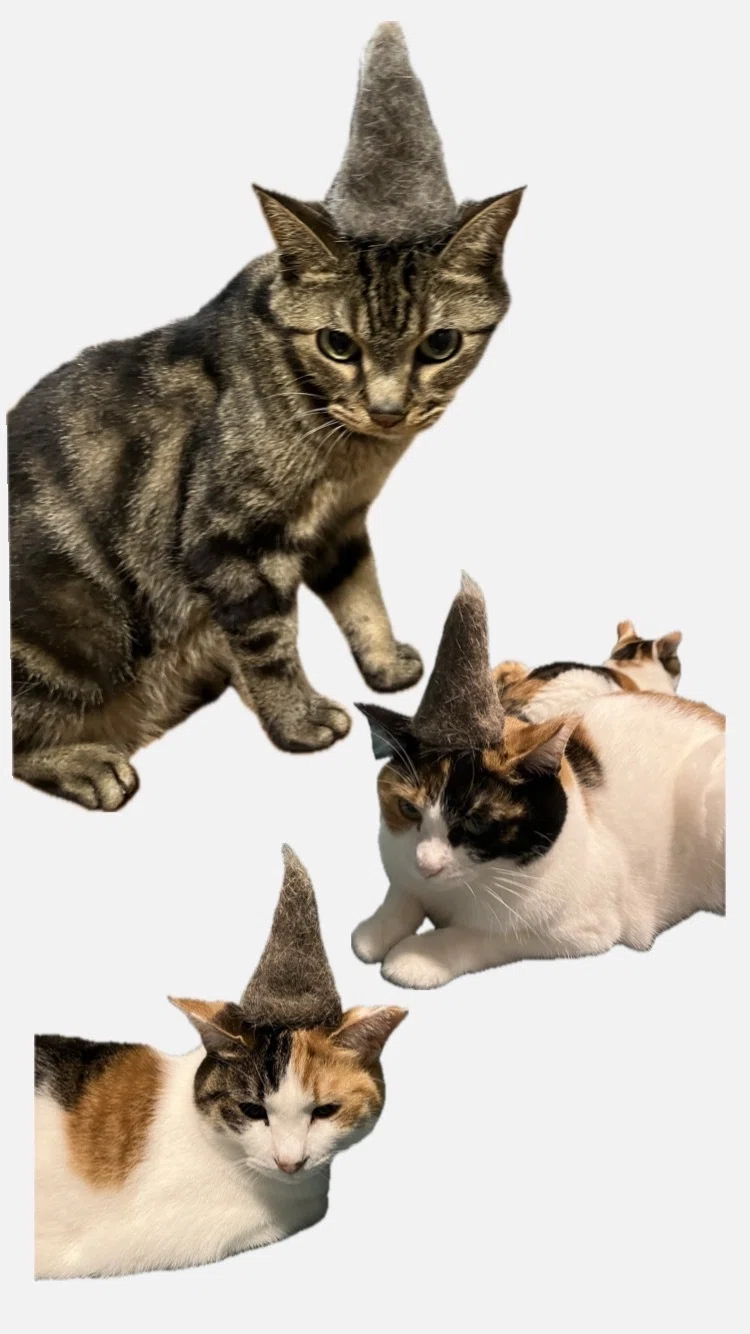 Afterword Part 1: Introducing the Model Cat｜にわのともこ