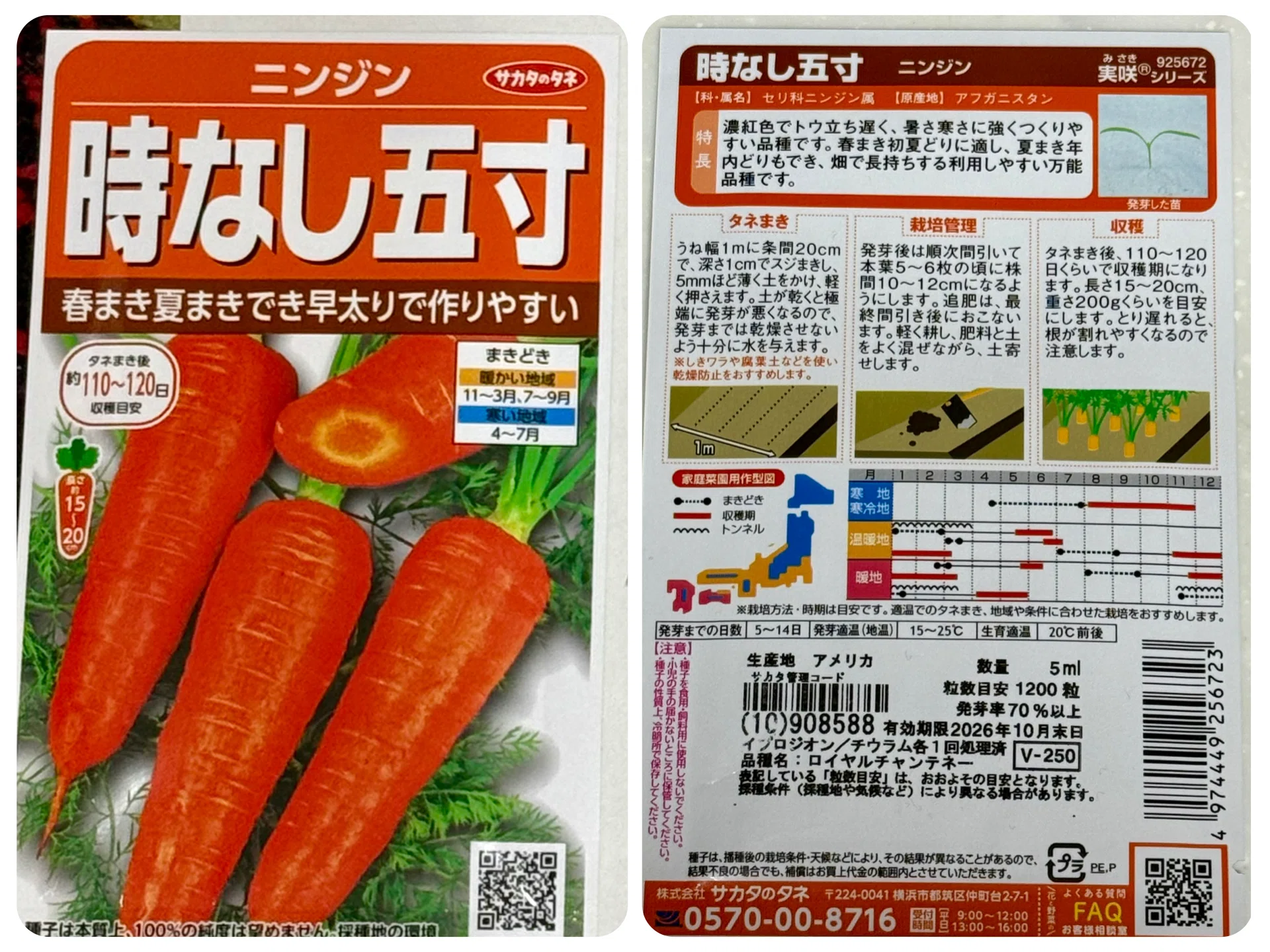 有機栽培④サツマイモのつる挿しと夏野菜の剪定と管理を3回目の講座で
