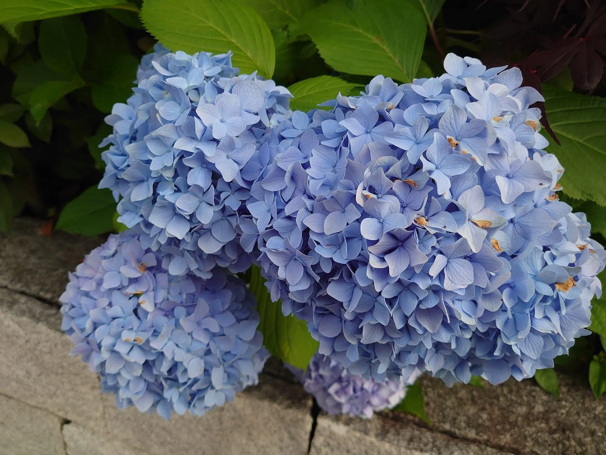 京都は今、紫陽花の季節｜カトラス・映画と物語が好きな人/Webライター