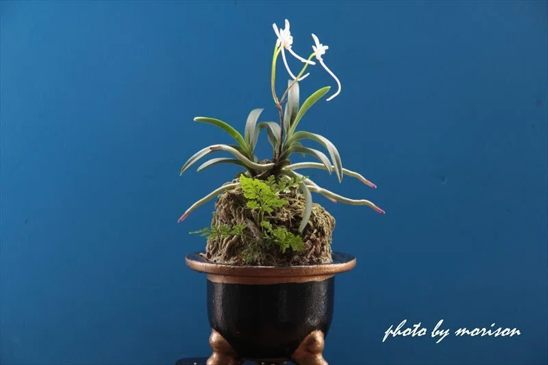富貴蘭「紅飛蝶」の花（過去の画像倉庫から）｜KJ Morison