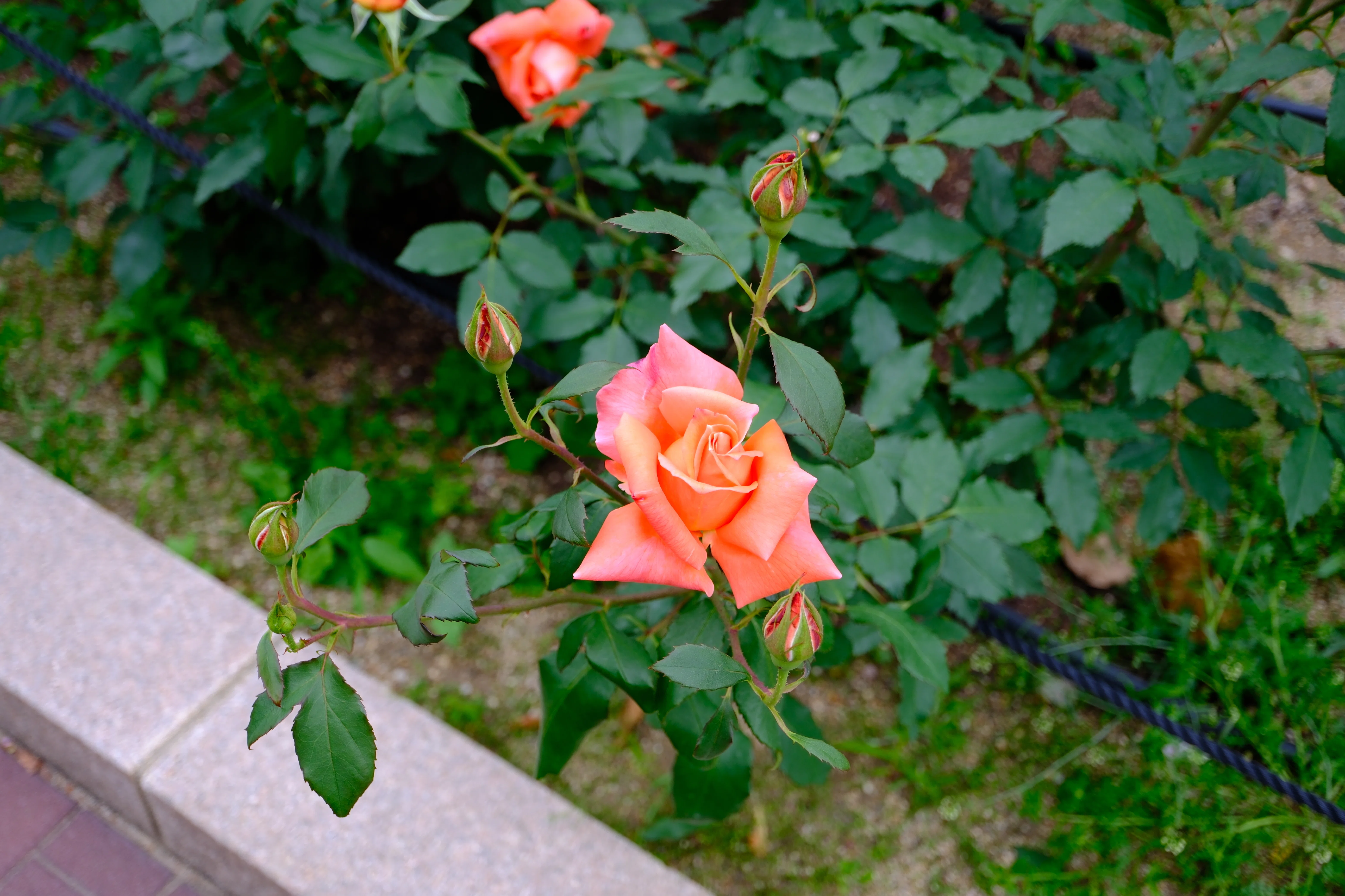 📷X-T30III × 🌹Nakanoshima Rose Garden | 🇯🇵Heian｜ぱぽにゃん