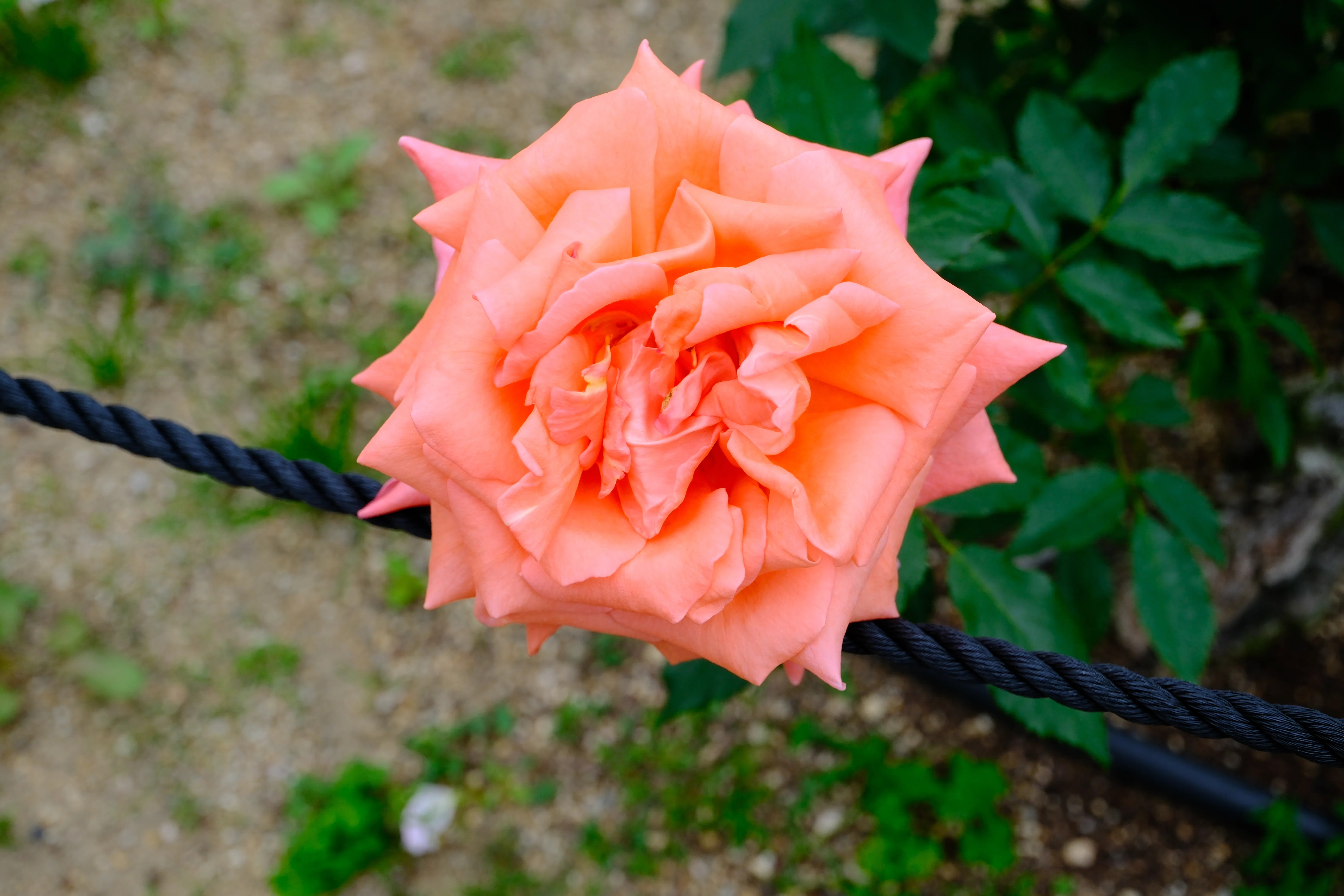 野薔薇 📷X-T30III × 🌹Nakanoshima Rose Garden | 🇯🇵Heian｜ぱぽにゃん