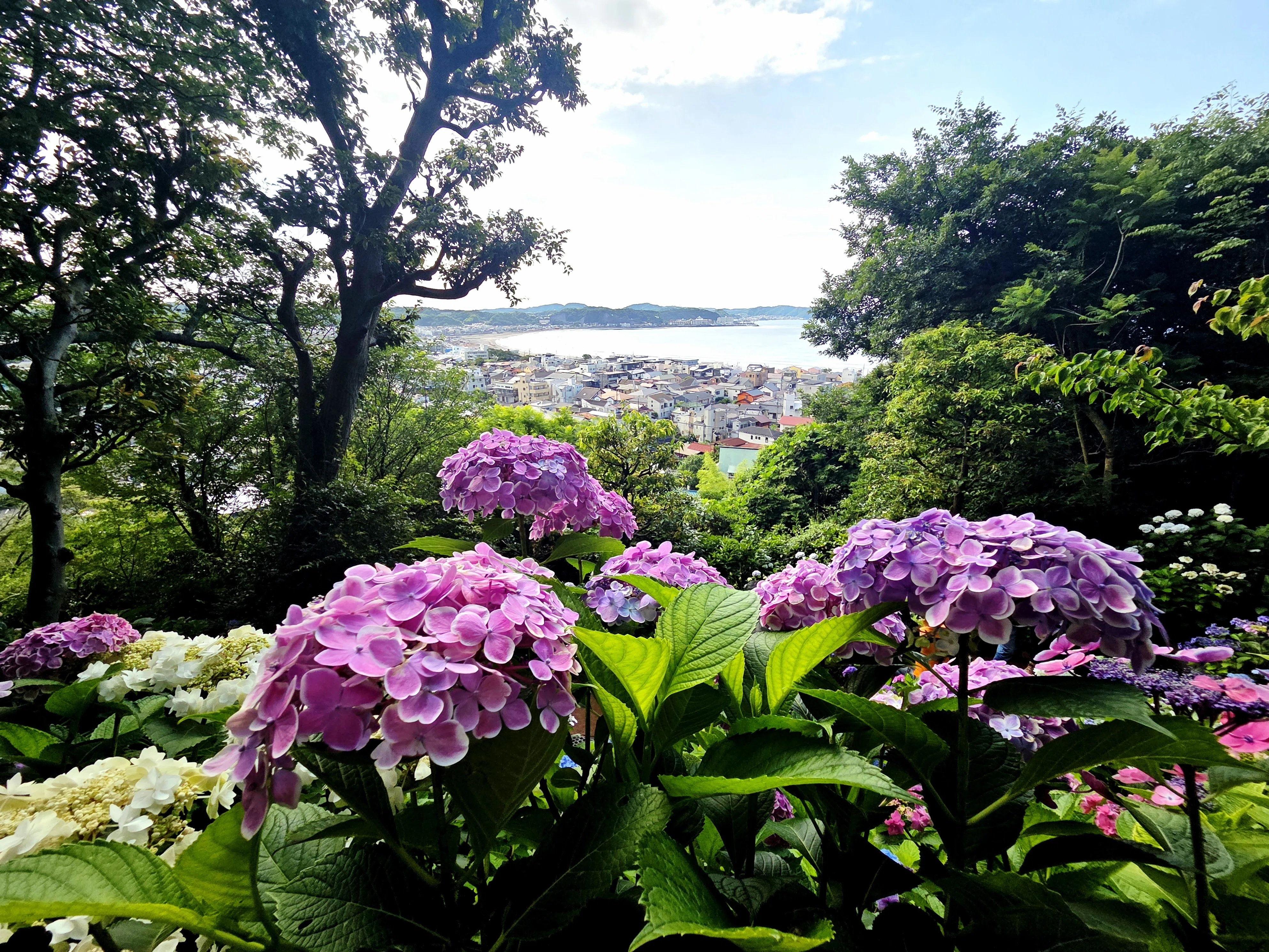 Kamakura, In Search of Hydrangeas—Hasedera Temple in the Early