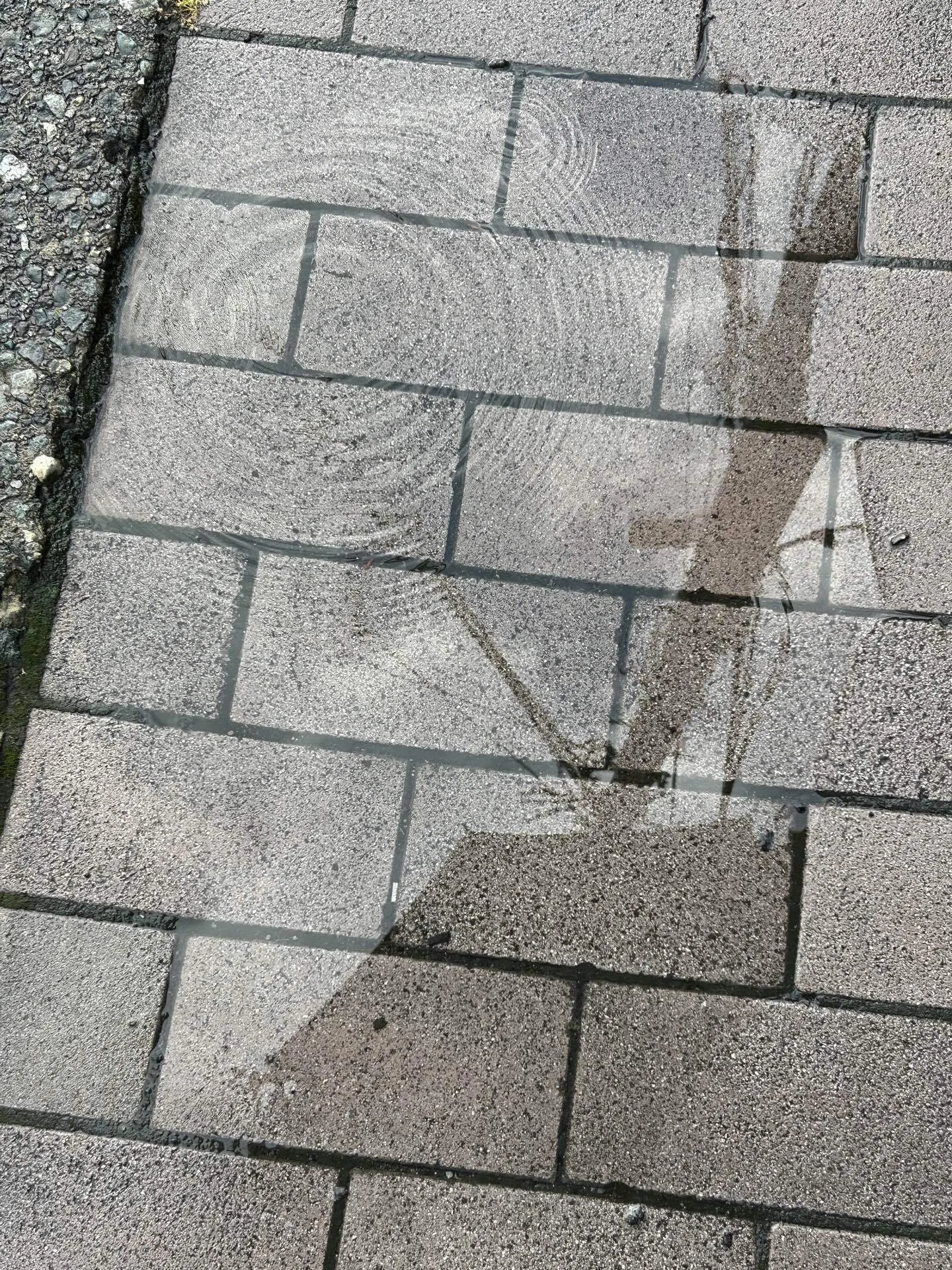 雨上がり 【写真】｜こひつじ