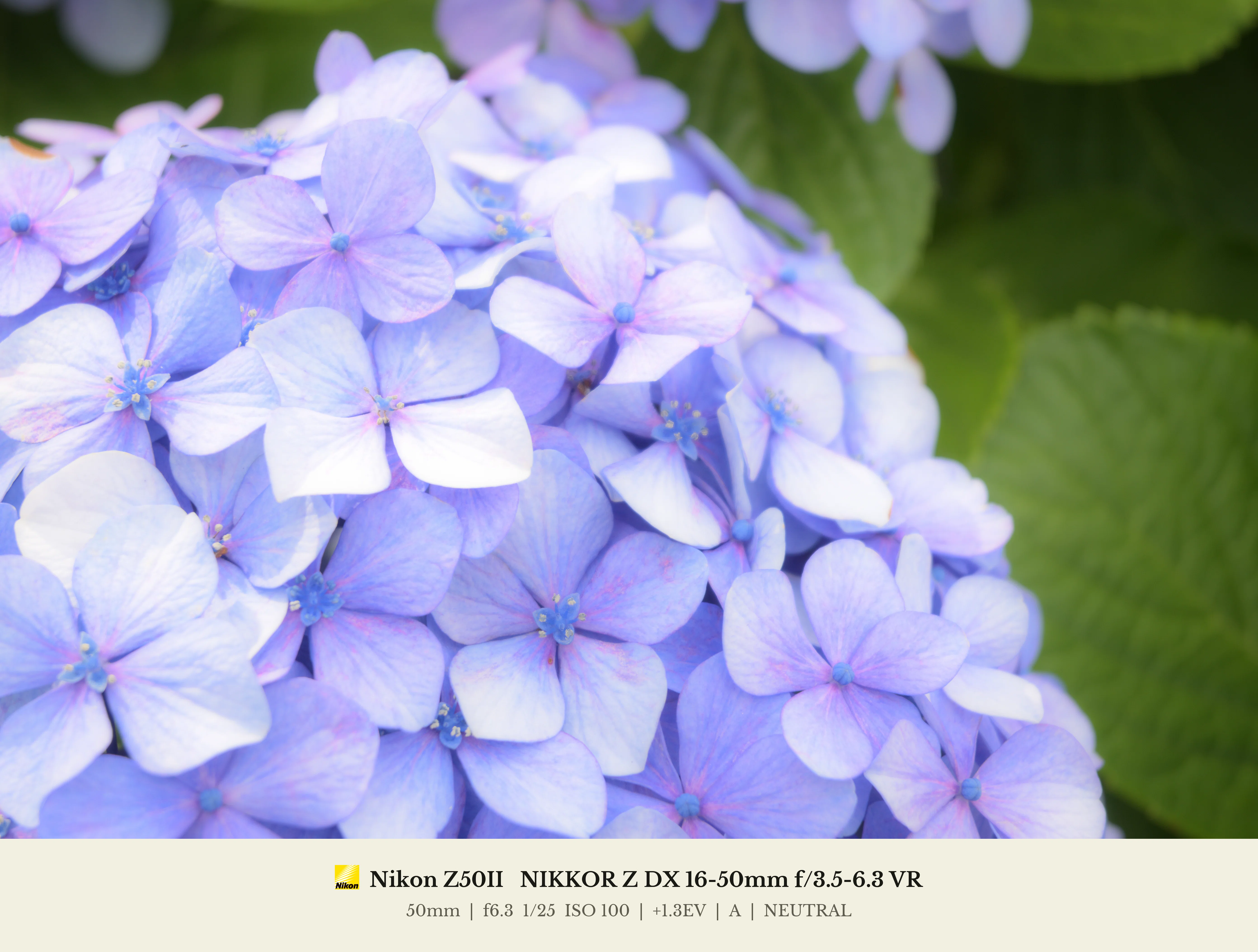 現像紫陽花 with NX Studio｜HAJ
