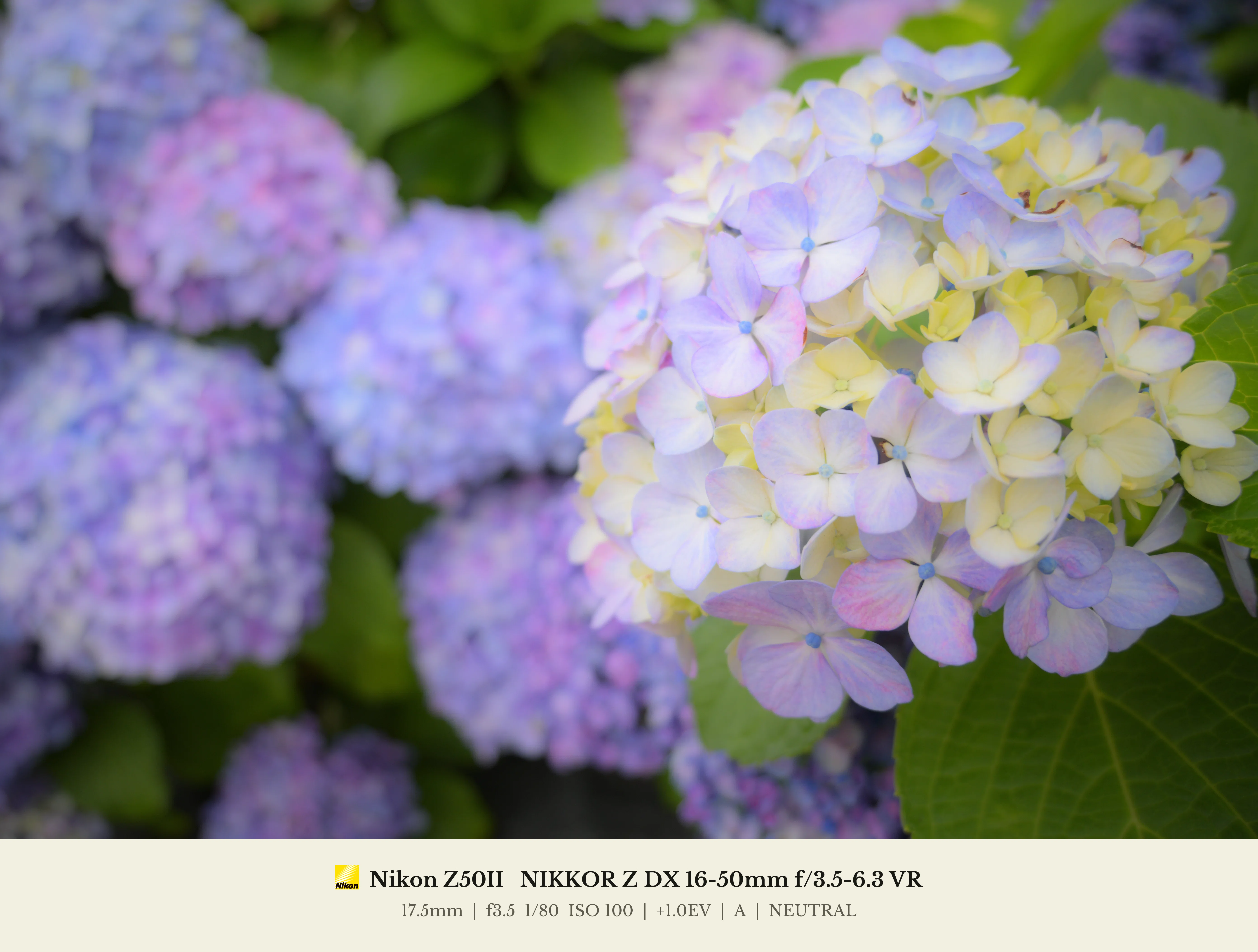 現像紫陽花 with NX Studio｜HAJ