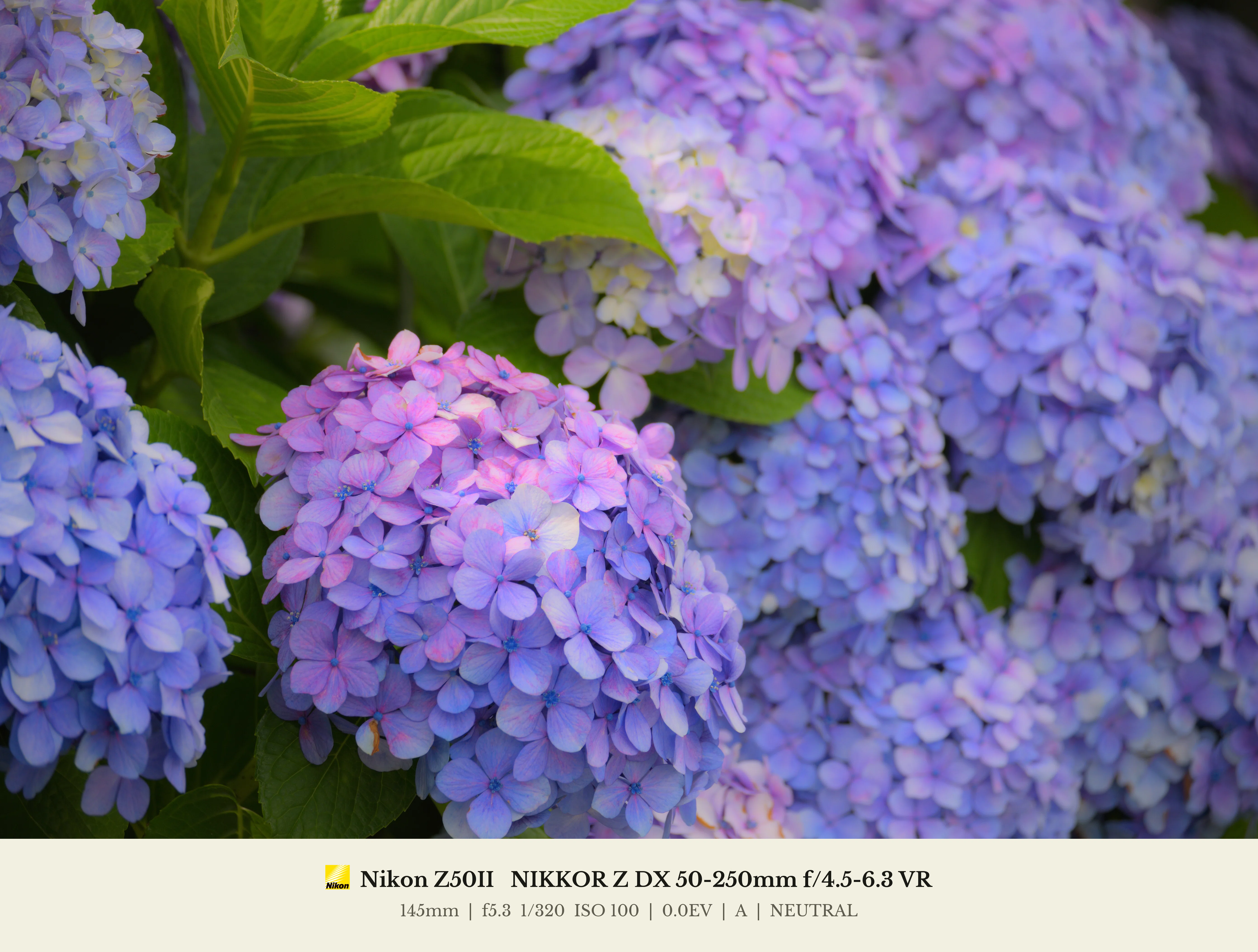 現像紫陽花 with NX Studio｜HAJ