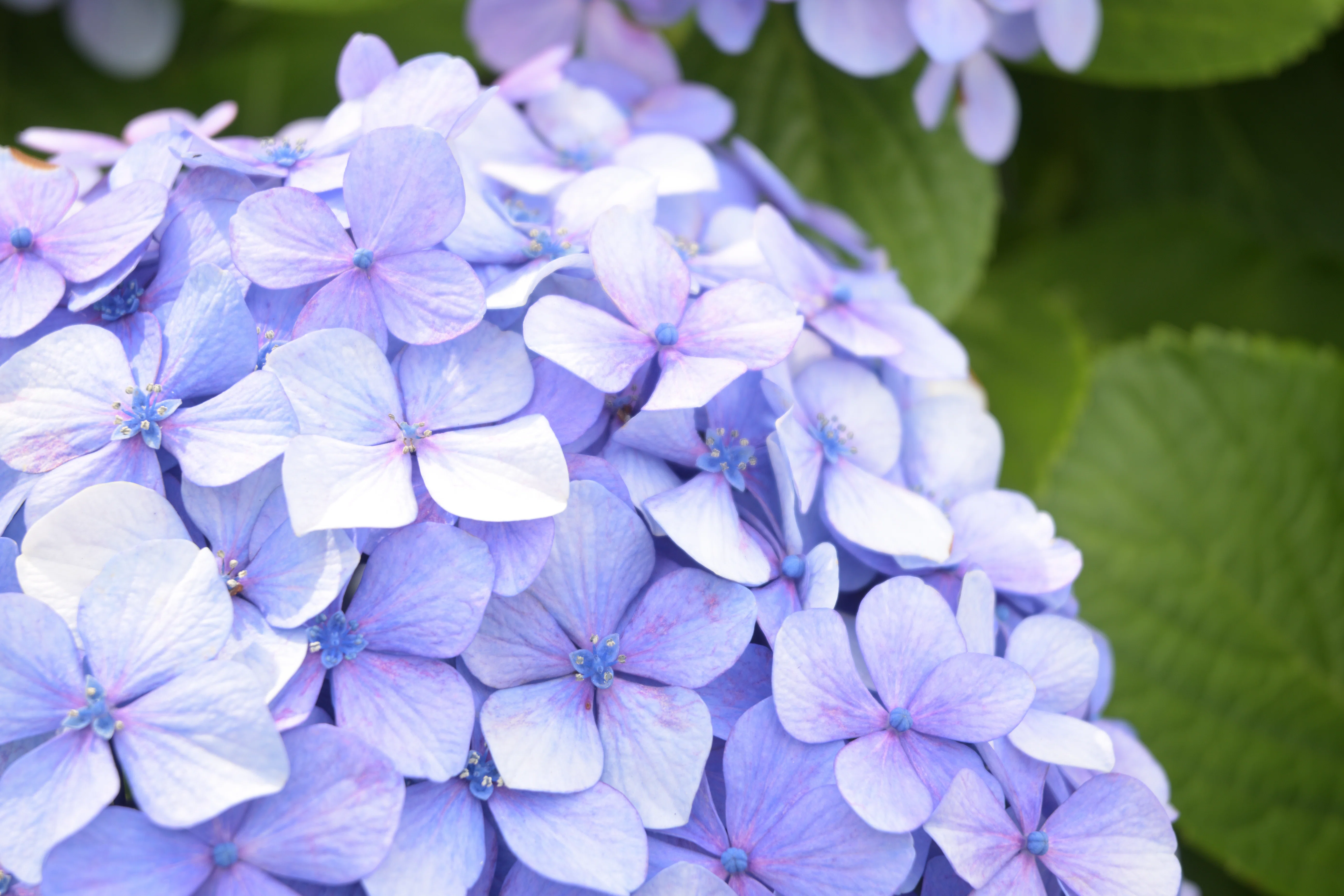 現像紫陽花 with NX Studio｜HAJ