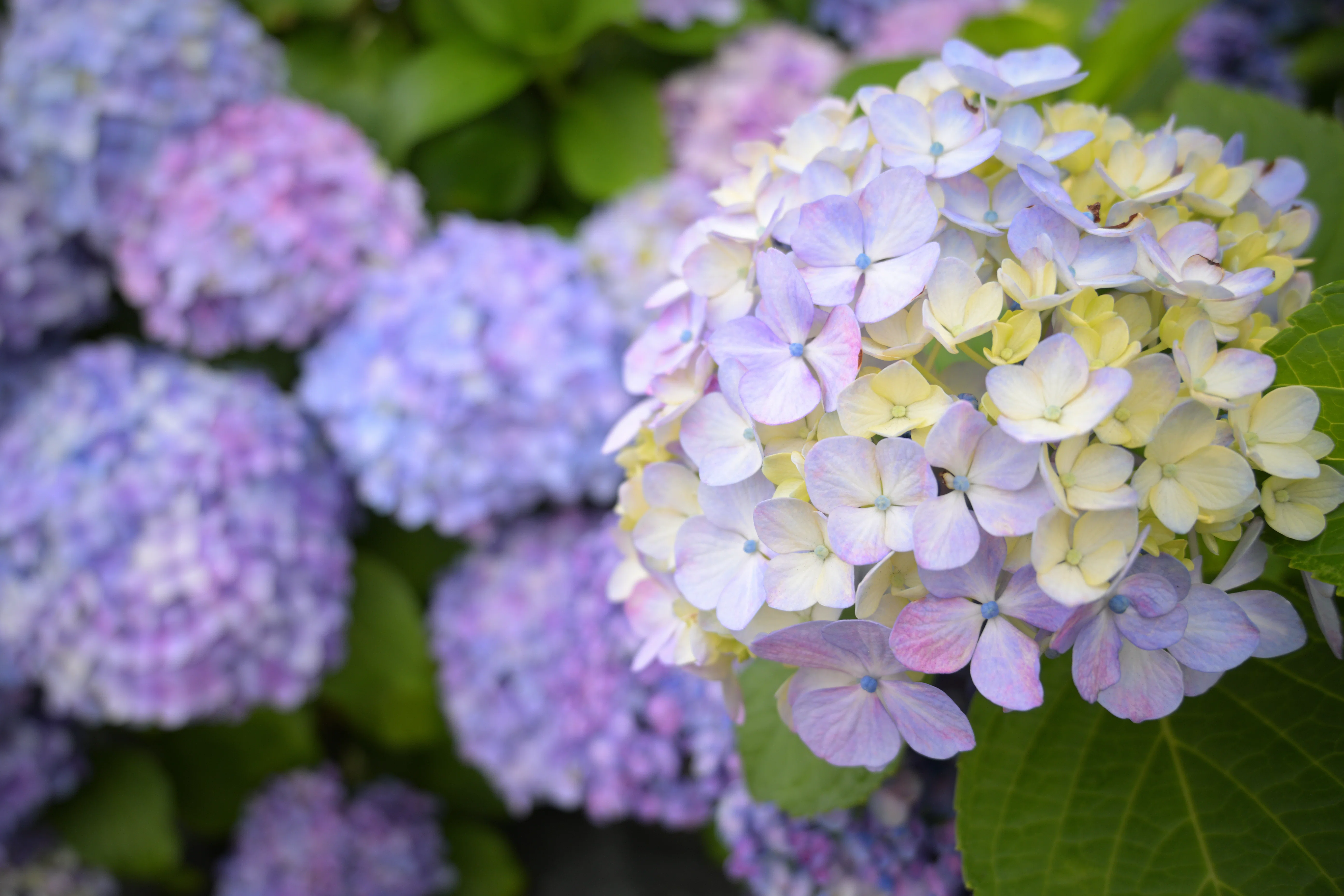現像紫陽花 with NX Studio｜HAJ