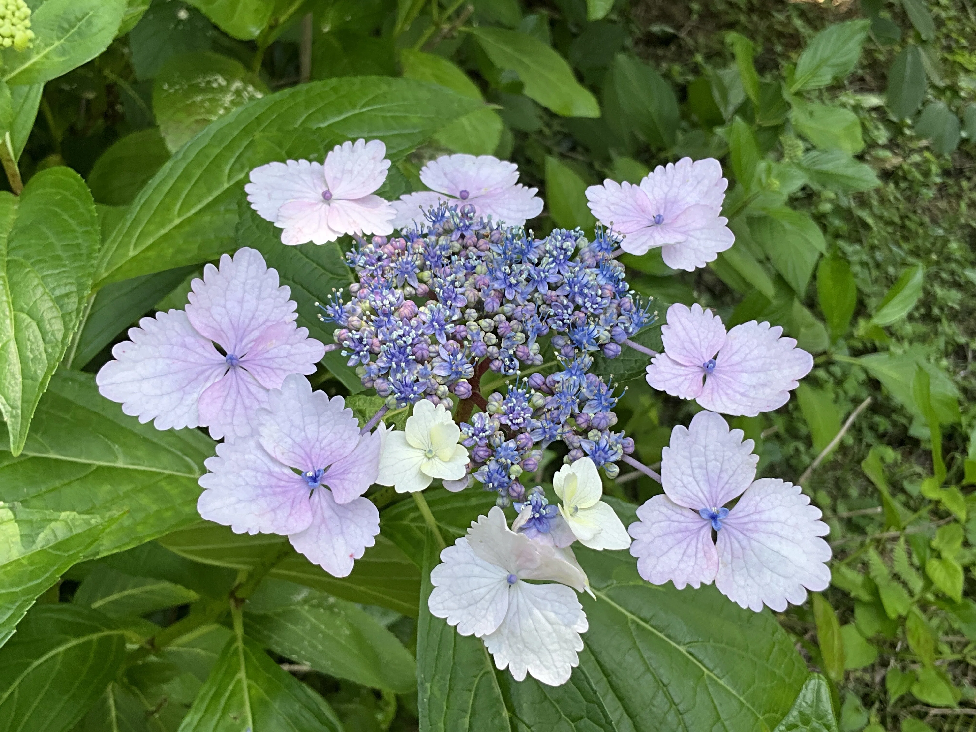 テマリガクアジサイ（京都府立植物園）：2026年6月11日（木）｜藤井