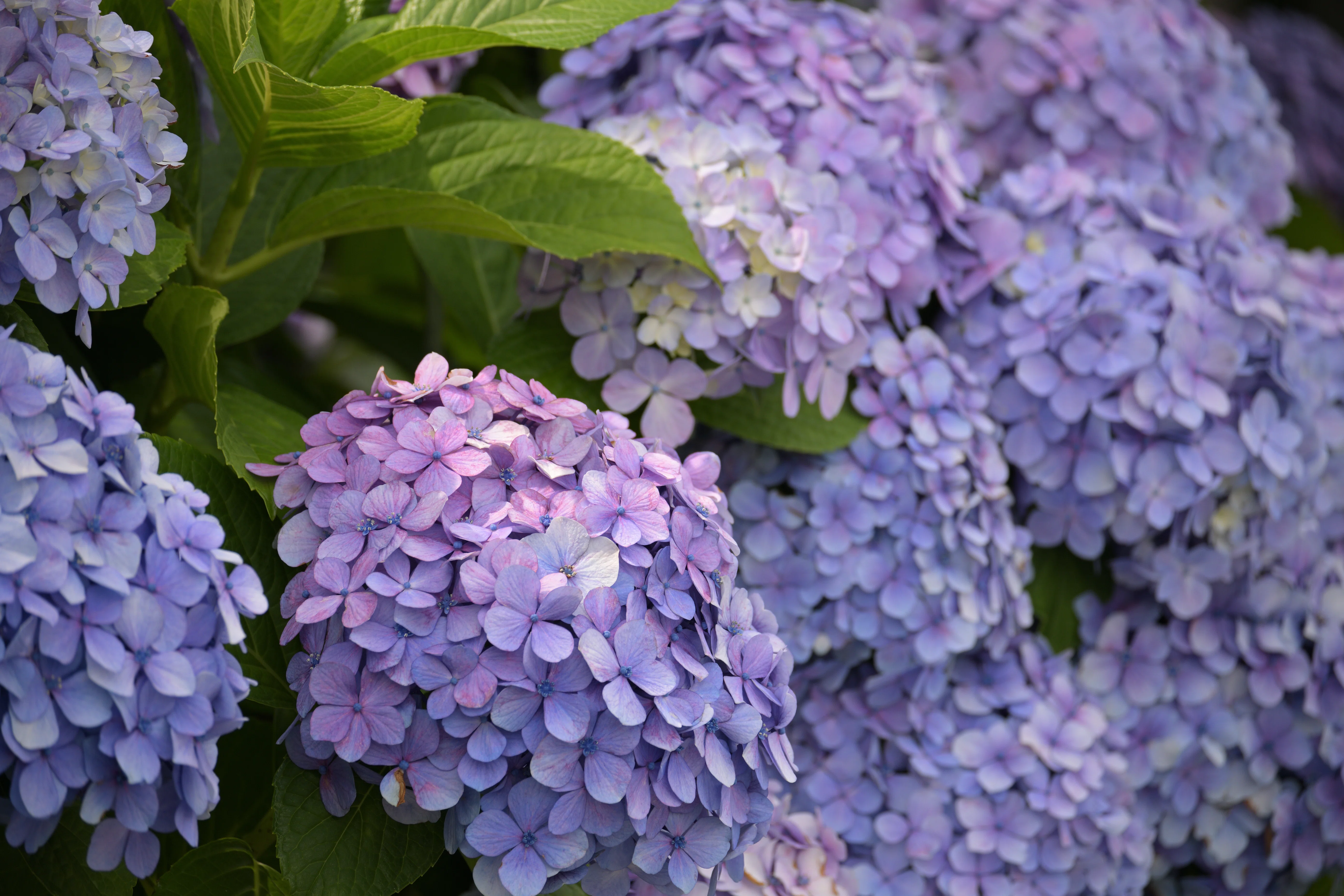 現像紫陽花 with NX Studio｜HAJ