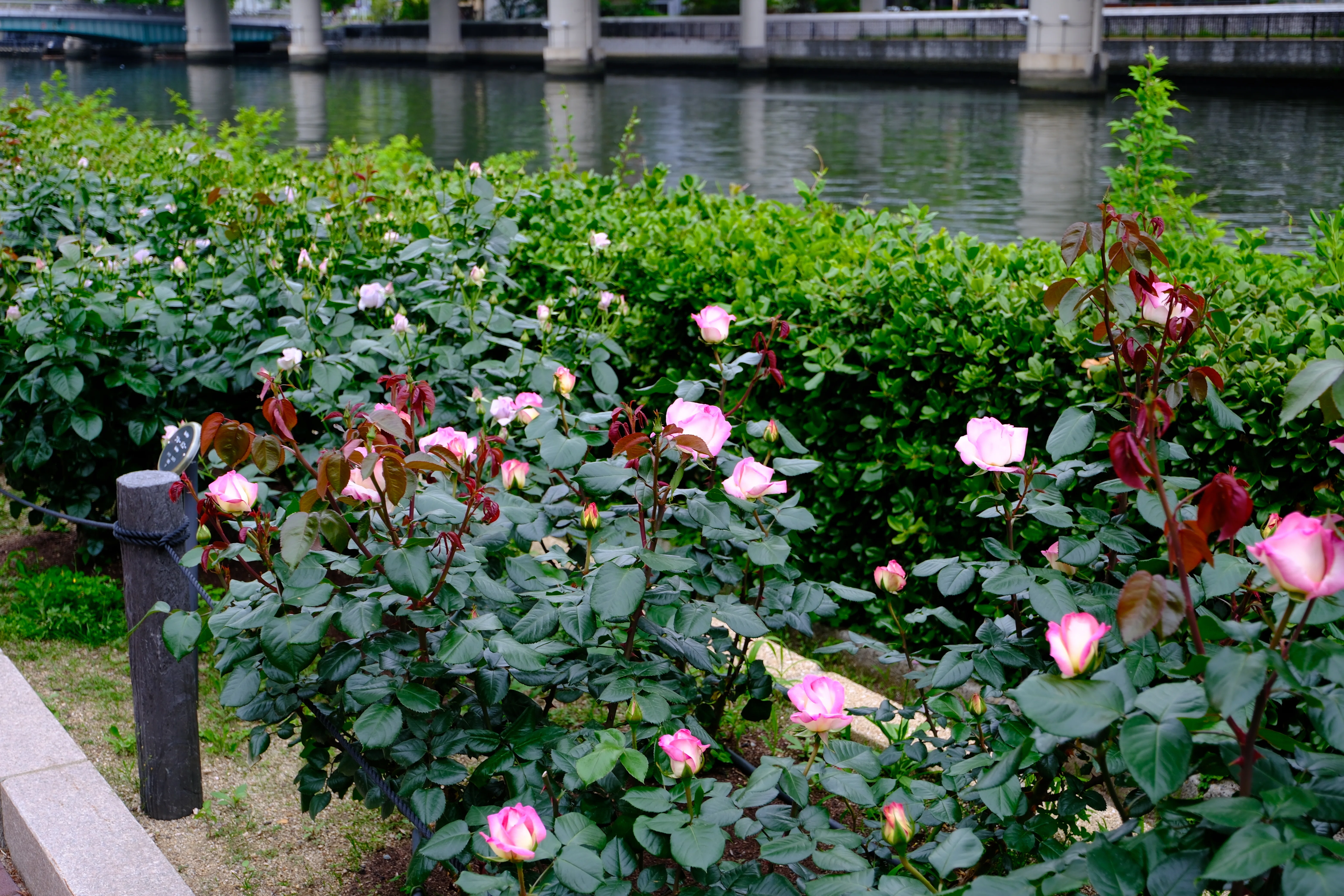 📷X-T30III × 🌹中之島バラ園 ｜ 🇯🇵魅惑（Miwaku）｜ぱぽにゃん