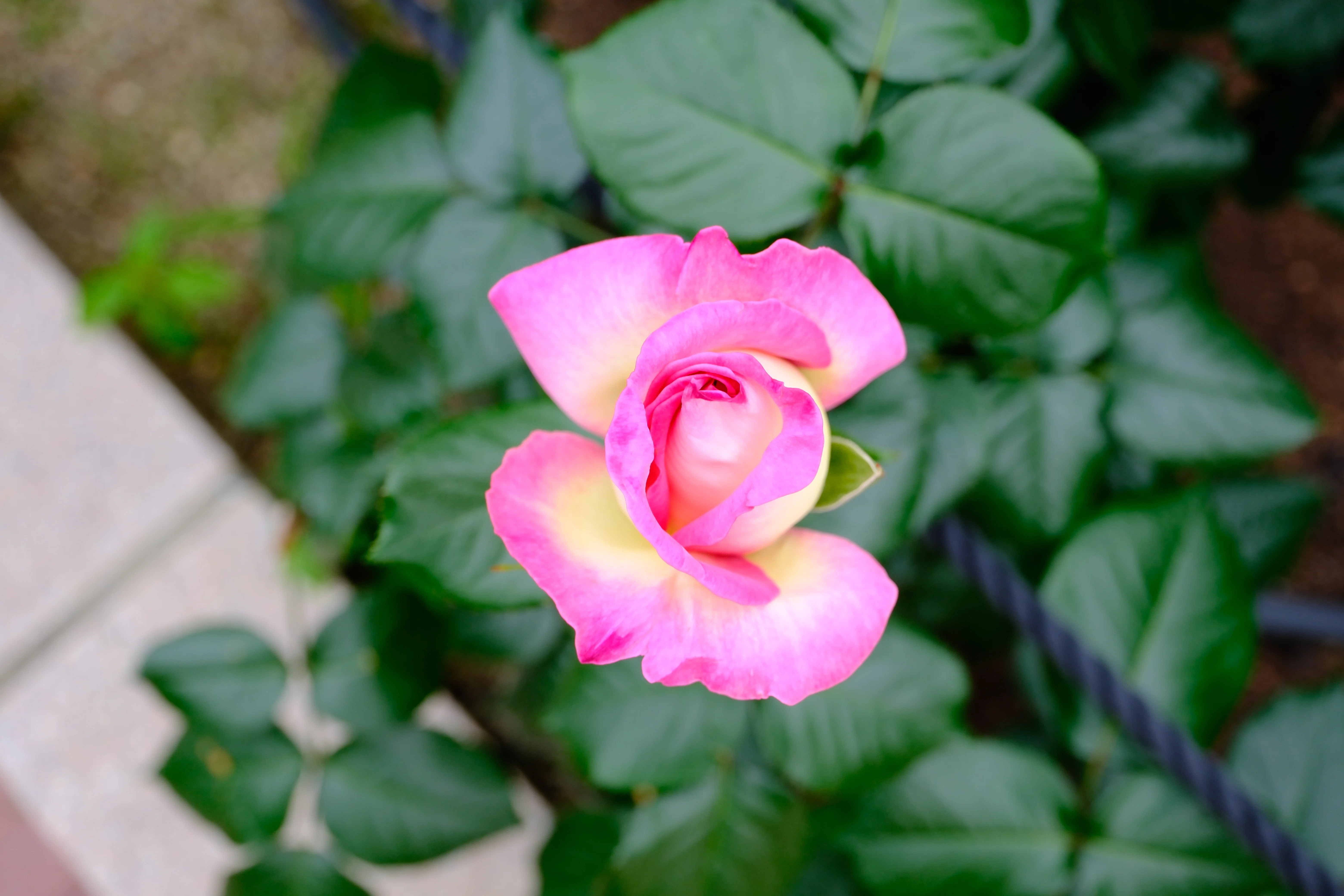 花　バラ 📷X-T30III × 🌹中之島バラ園 ｜ 🇯🇵魅惑（Miwaku）｜ぱぽにゃん