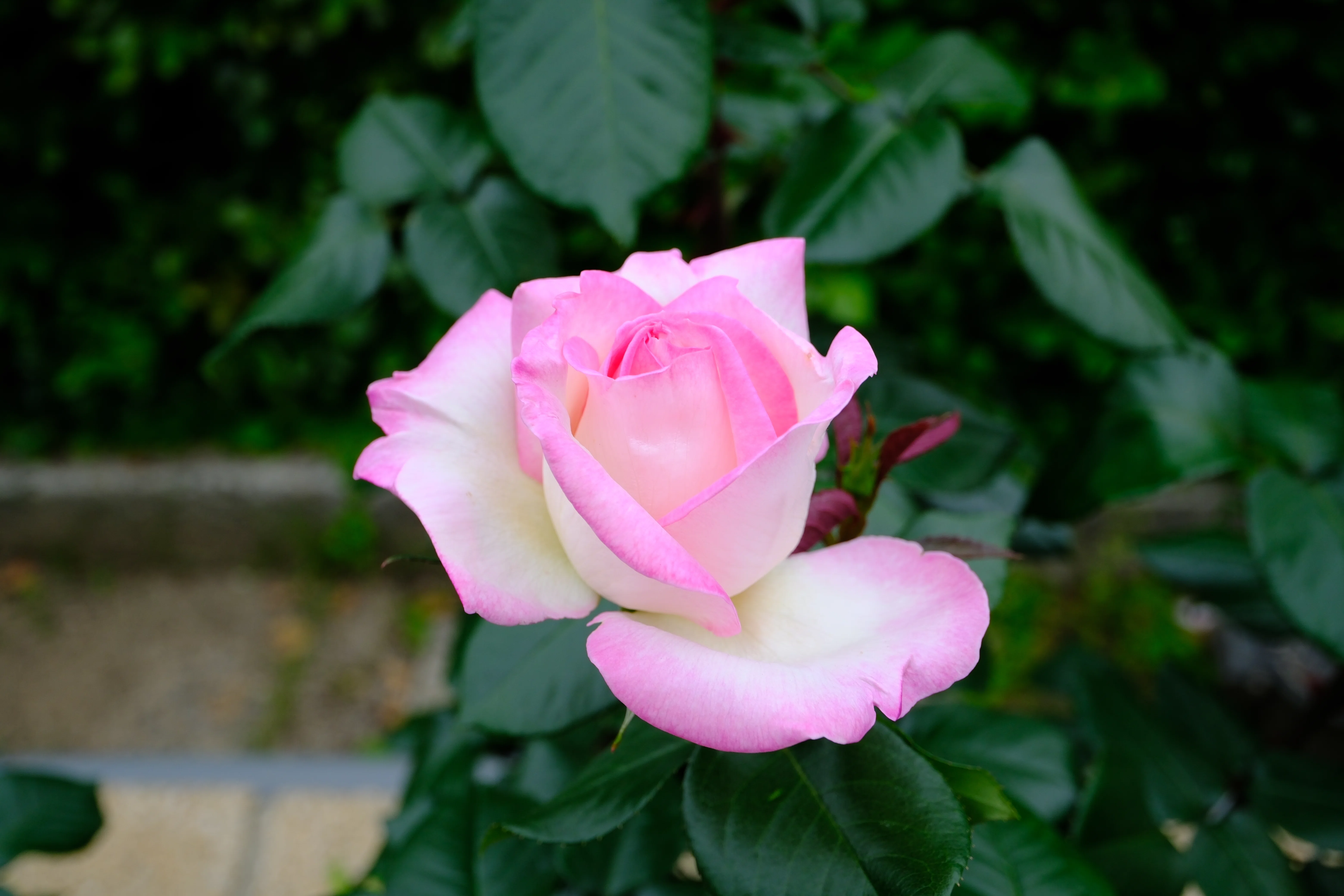 📷X-T30III × 🌹中之島バラ園 ｜ 🇯🇵魅惑（Miwaku）｜ぱぽにゃん