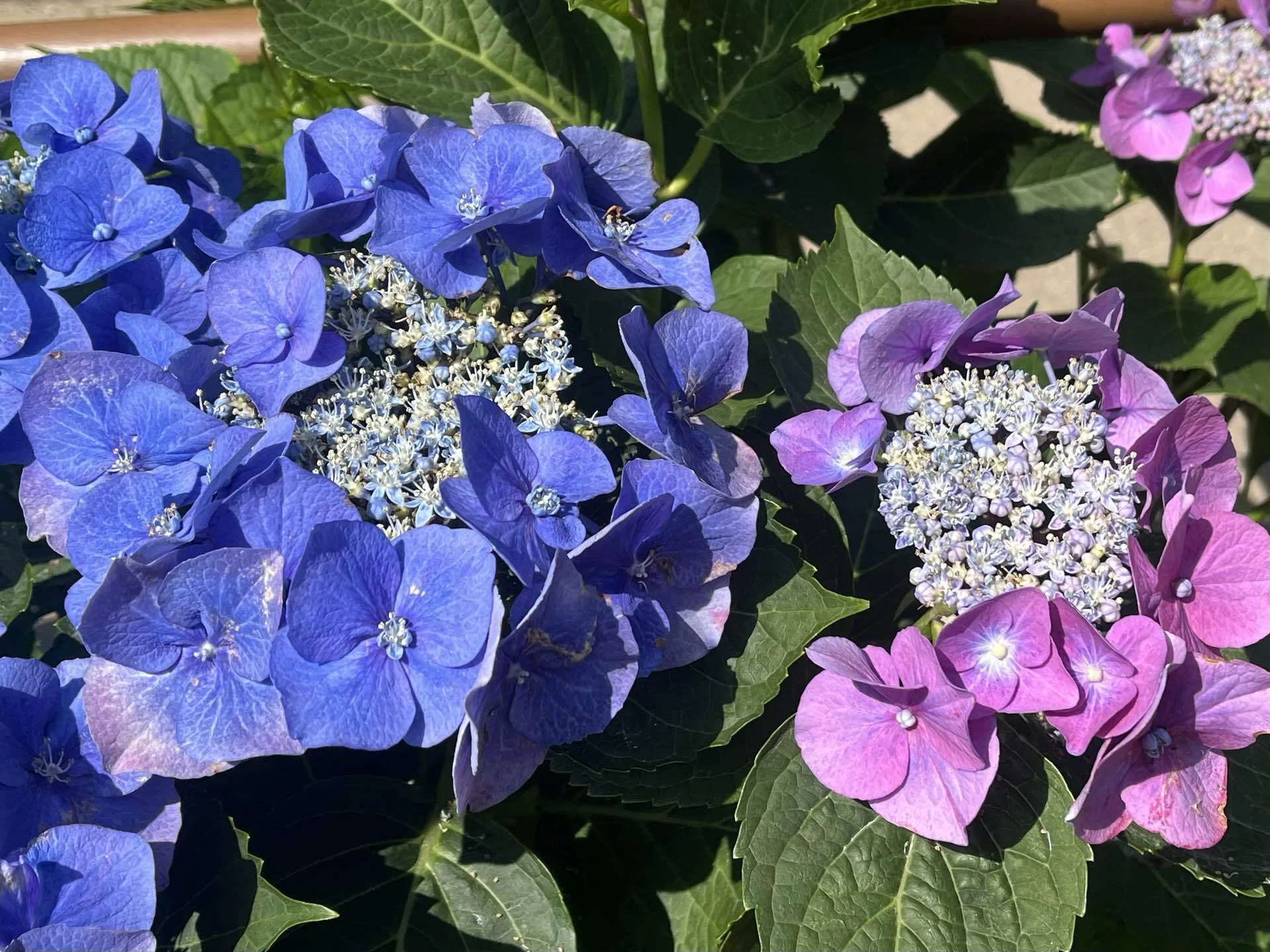 紫陽花散策｜ケセラセラ