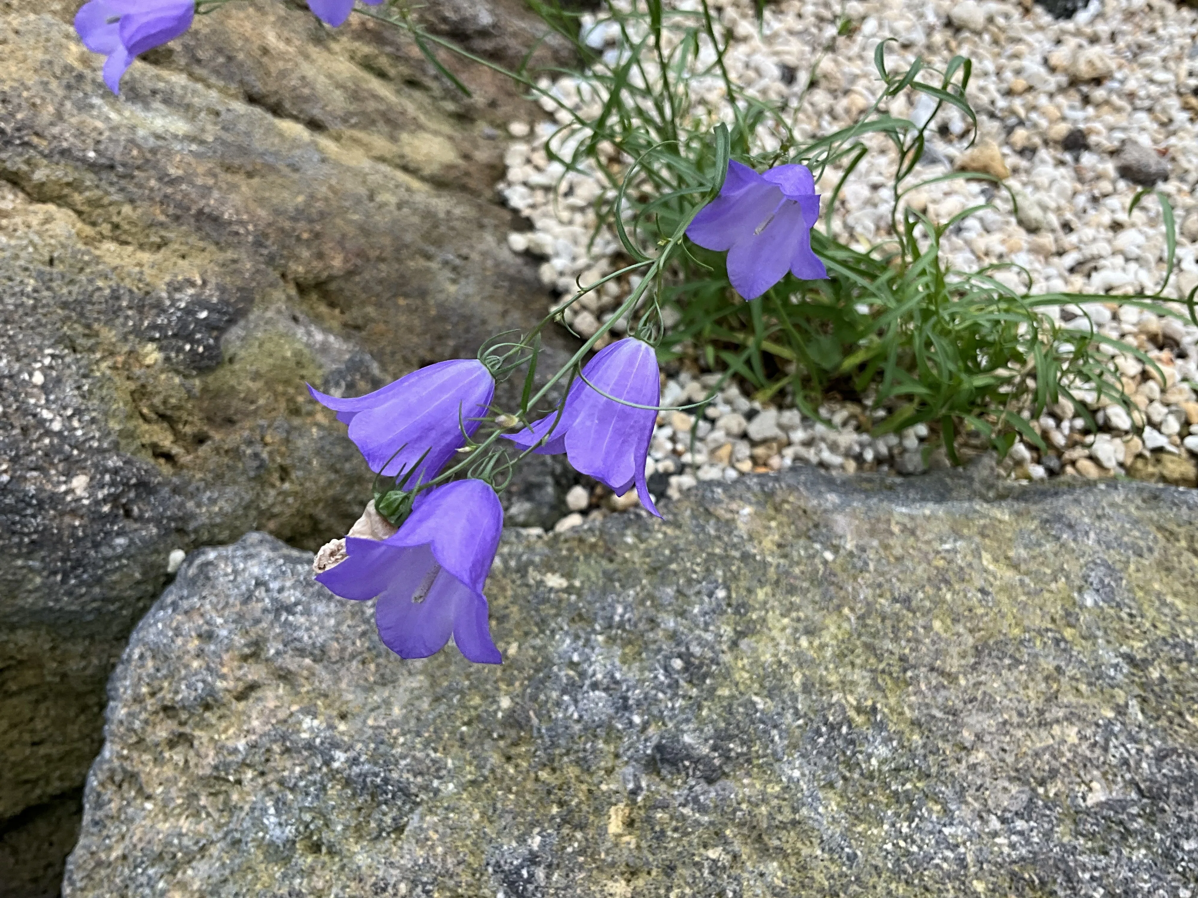 カンパヌラ・カルニカ（京都府立植物園）：2026年6月13日（土）｜藤井