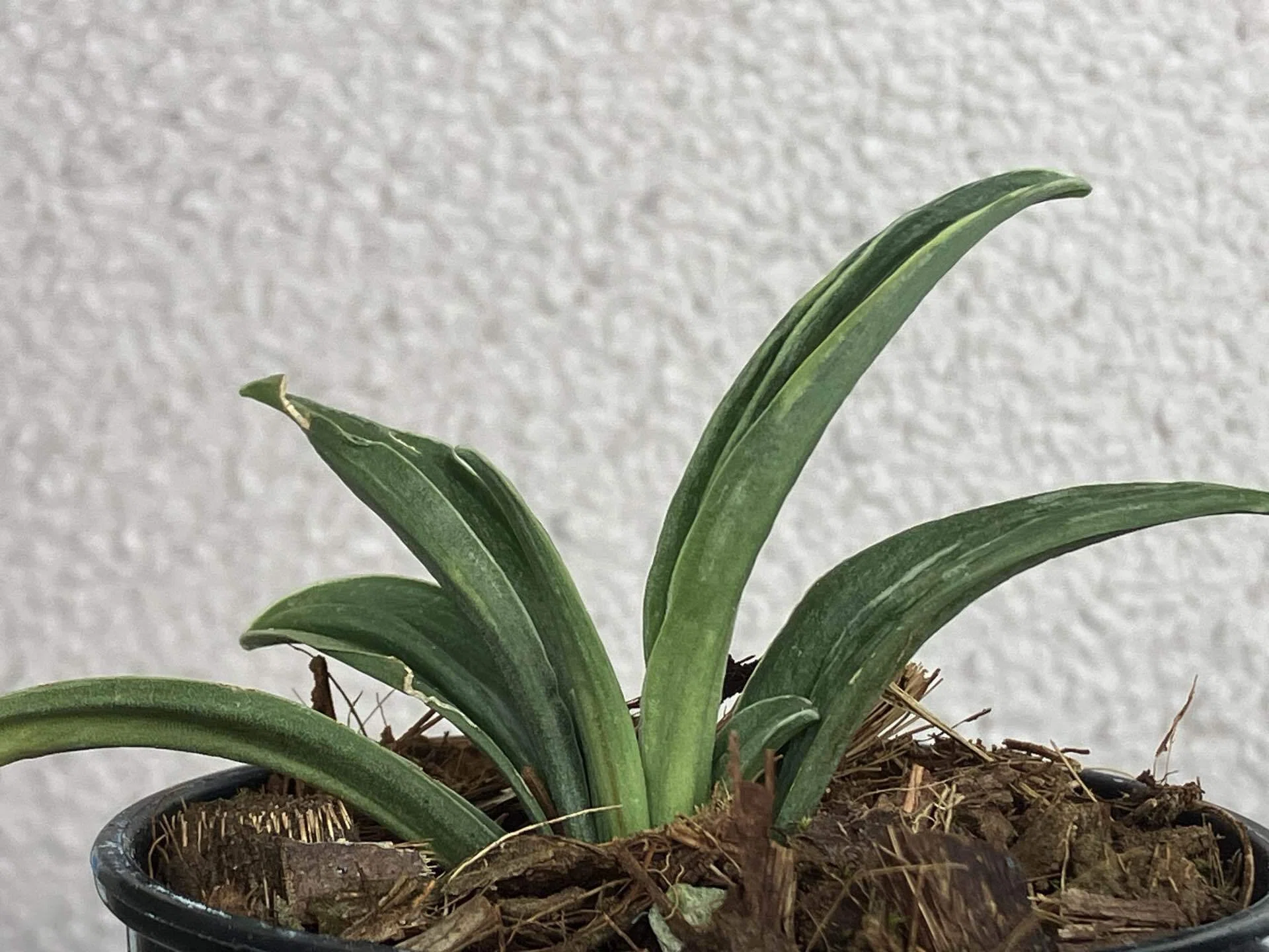 万年青おもと縁起物白いライン入り大株①