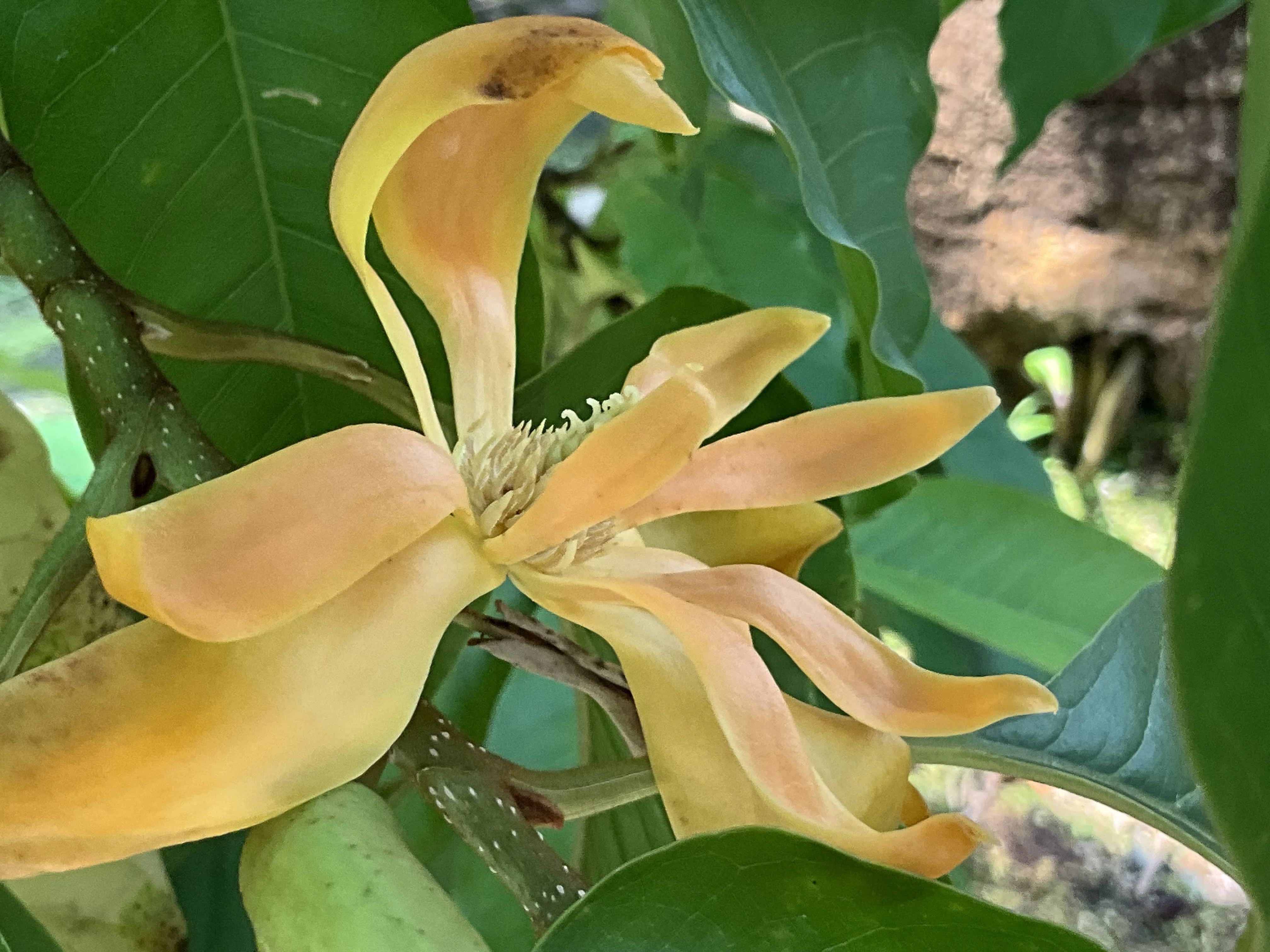 キンコウボク 'ドワーフ'（京都府立植物園）：2026年6月15日（月