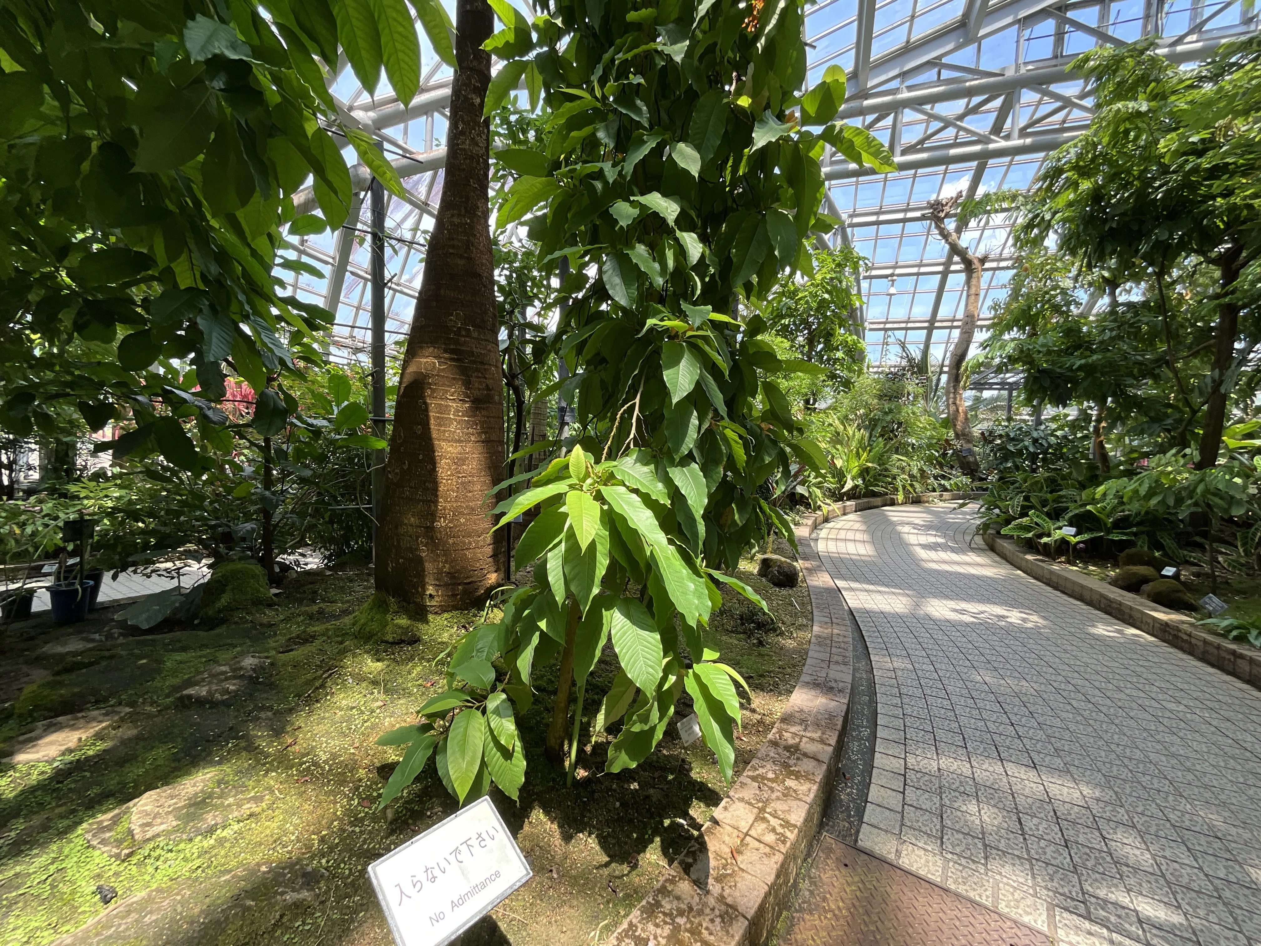 キンコウボク 'ドワーフ'（京都府立植物園）：2026年6月15日（月