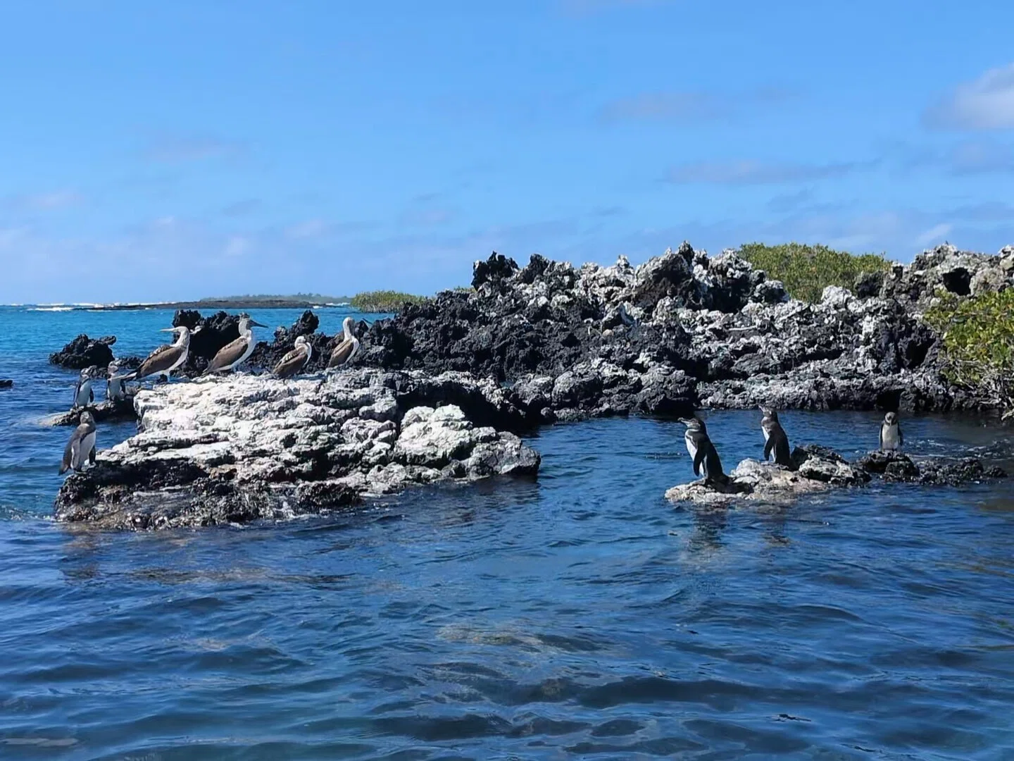 旅と山 中南米⑩ イザベラ島（ガラパゴス エクアドル） 20260610