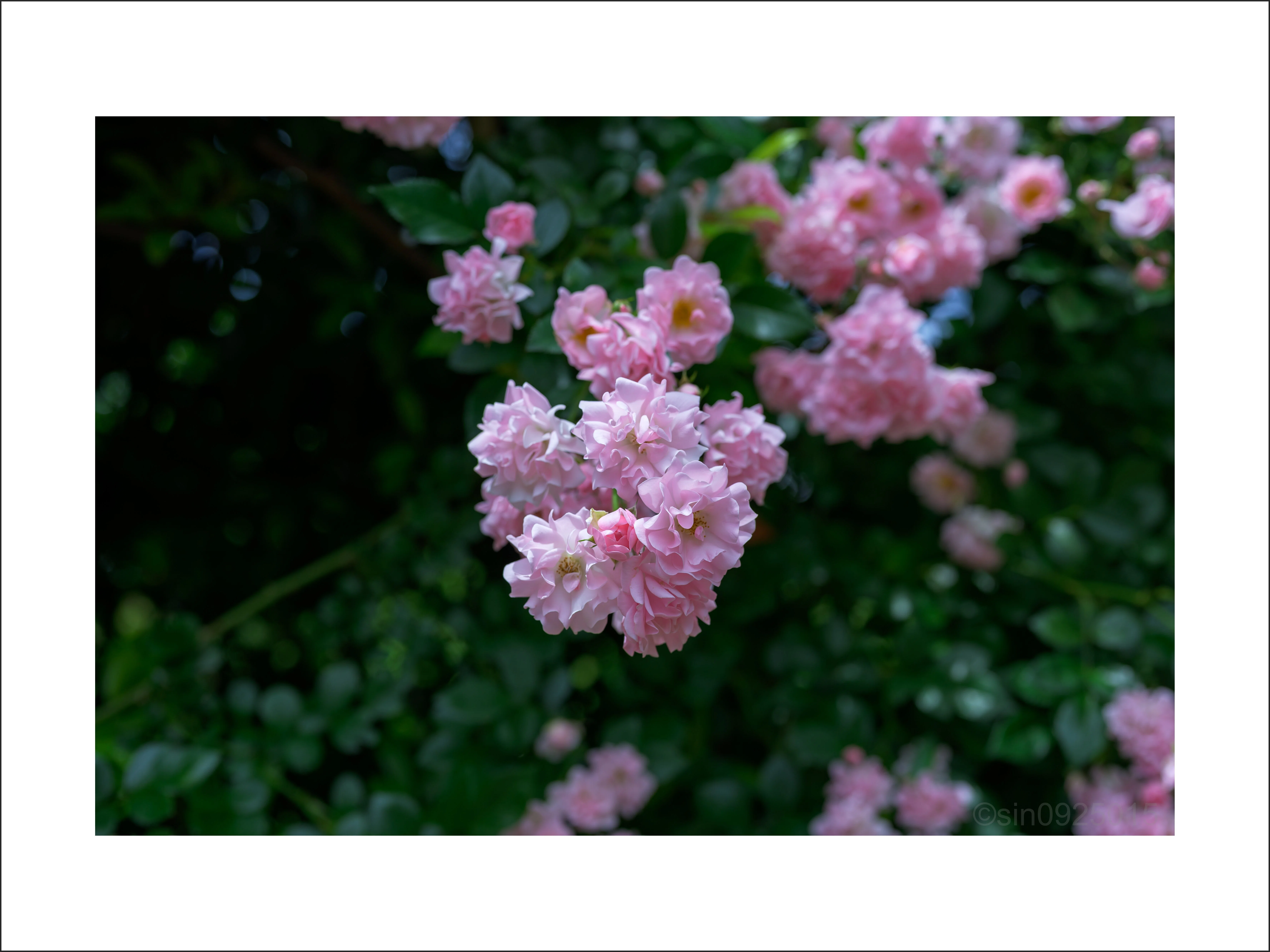 Nikon Z6IIIで切り取る、初夏のバラ園｜yk_photo