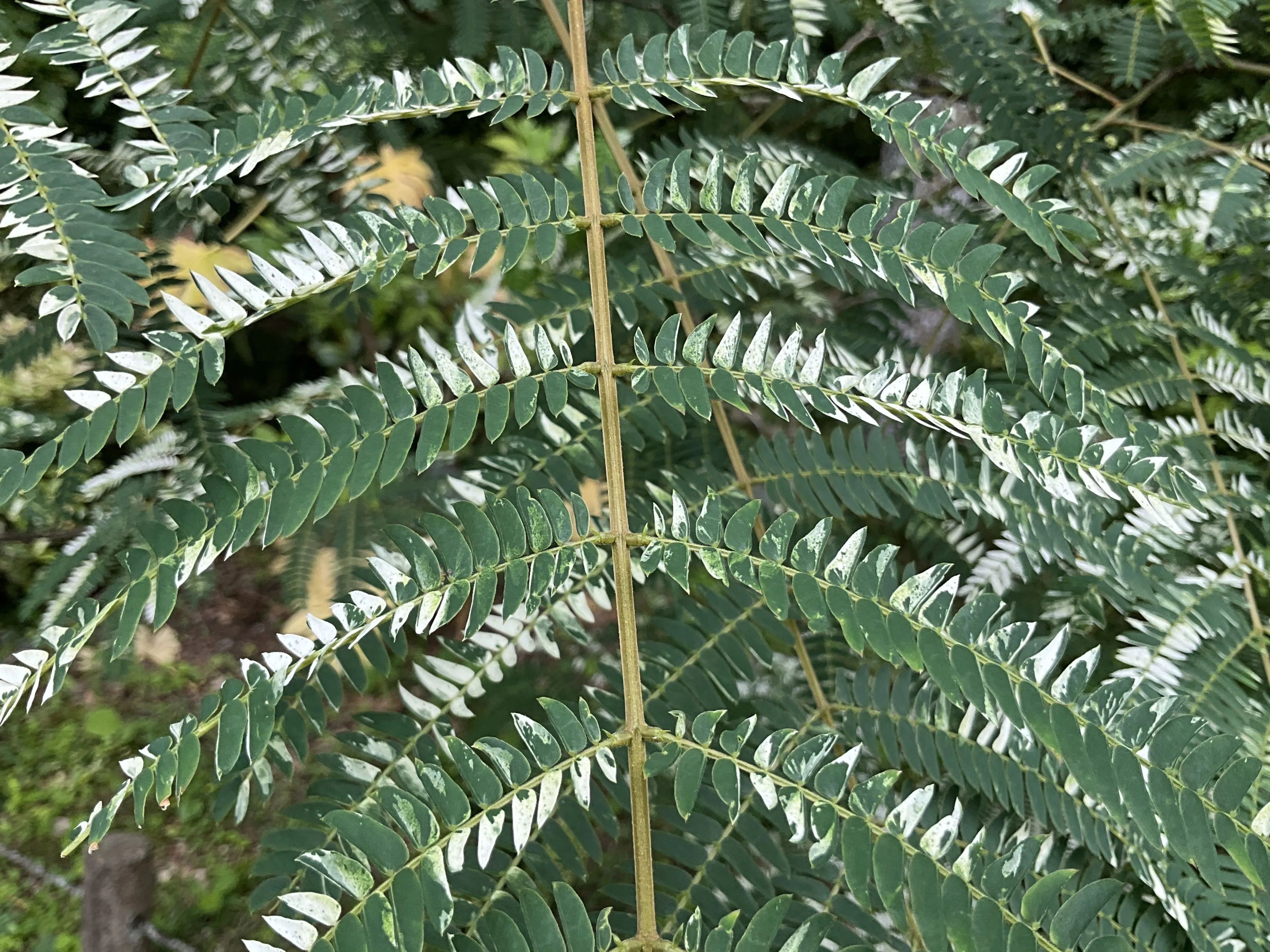 白斑のネムノキ（京都府立植物園）：2026年6月14日（日）｜藤井秀昭