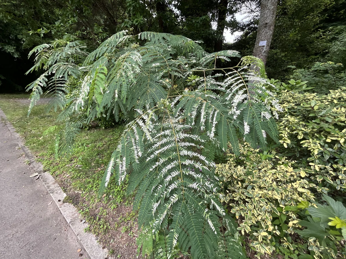 白斑のネムノキ（京都府立植物園）：2026年6月14日（日）｜藤井秀昭