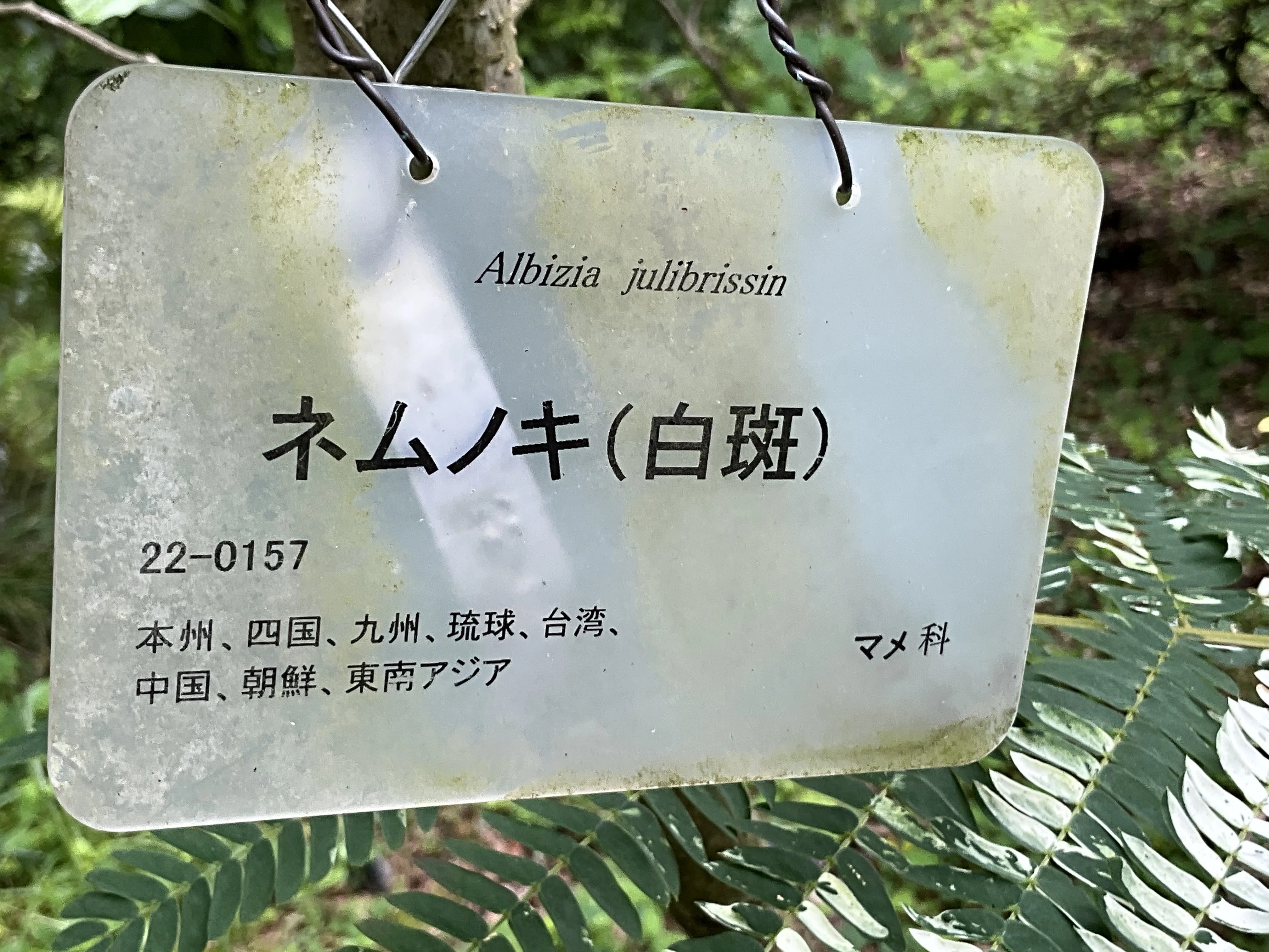 S*O様 白斑入りネムノキ