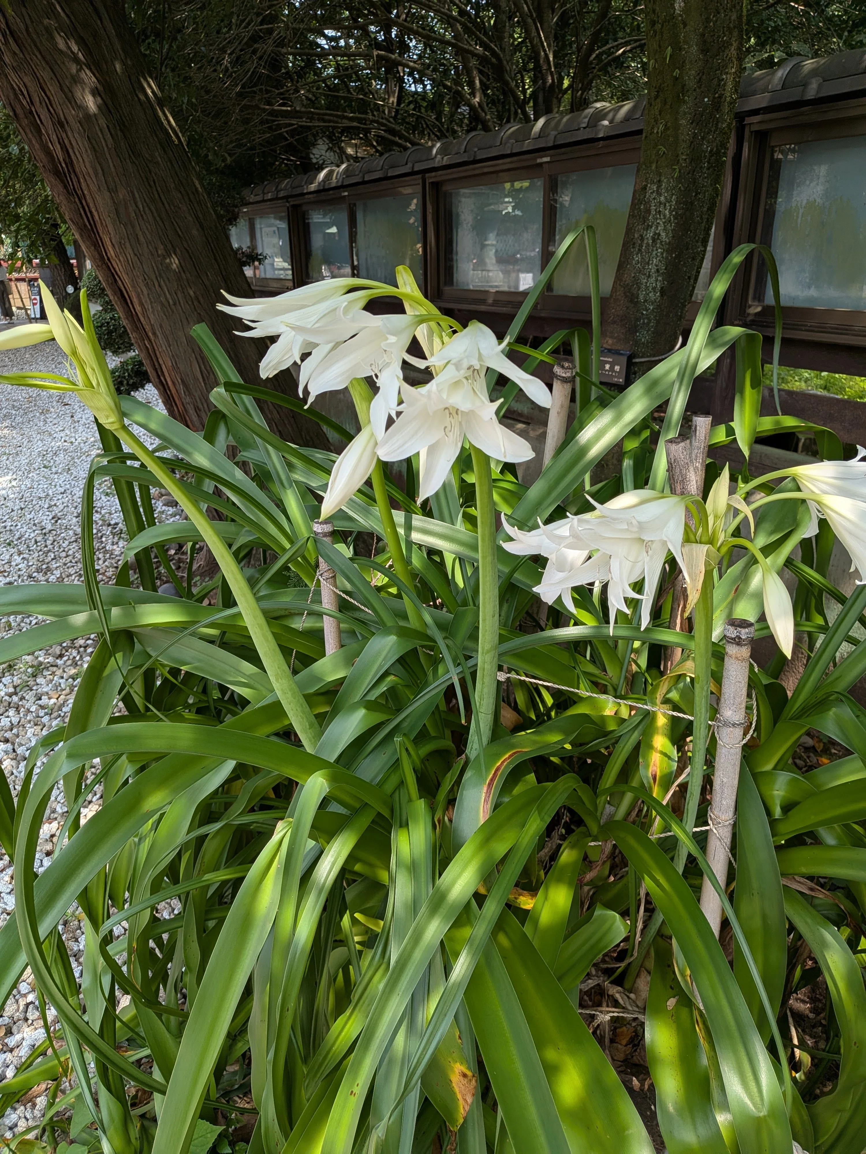 ★八重アマナ　２球　埼玉県所沢産　山草の珍種 上野にて、季節の山野草と錦葉珍品即売会｜霧島 寅太之助
