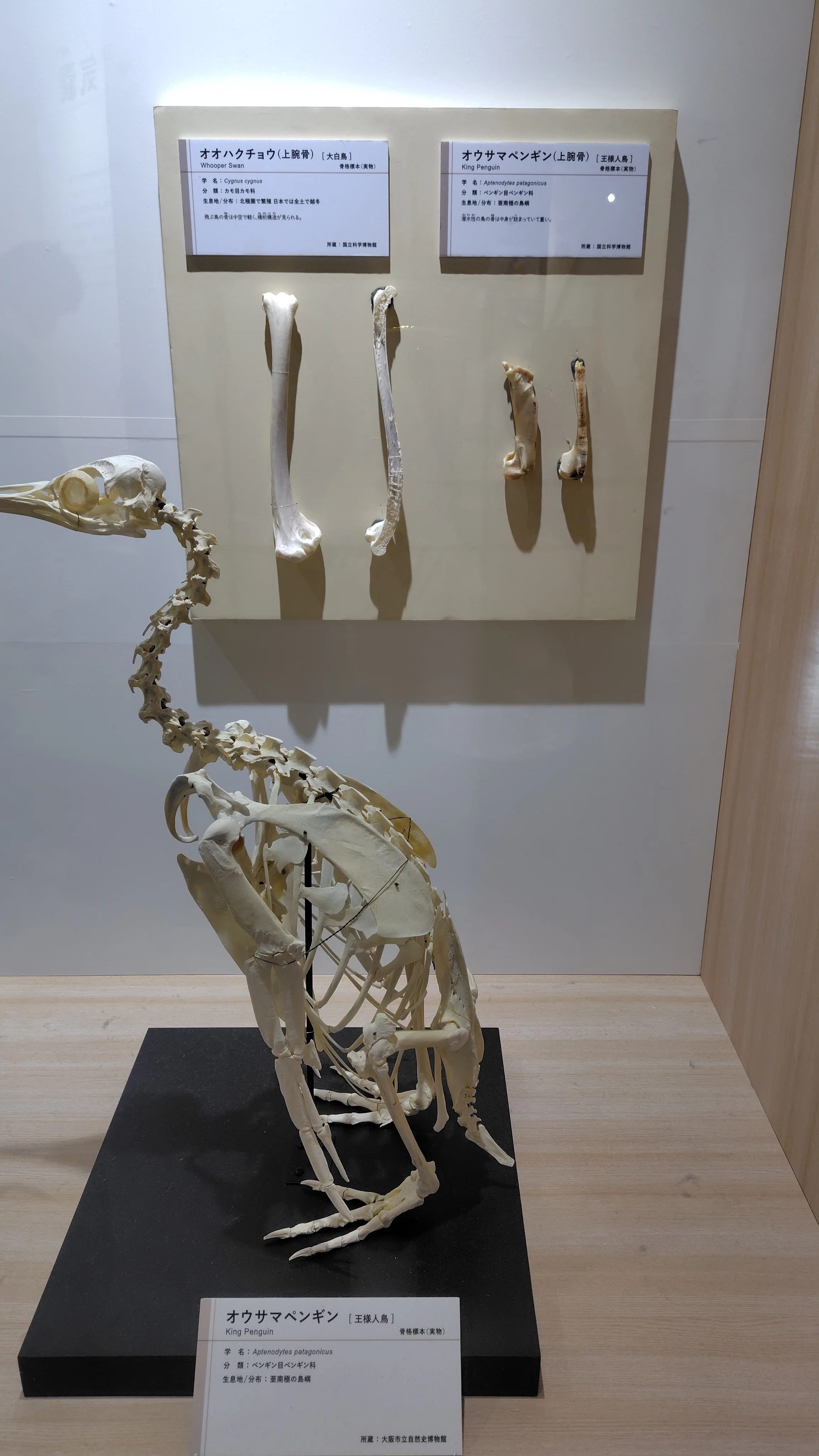 鳥展」大阪市立自然史博物館 感想｜かんなべ／かずラ＠創作