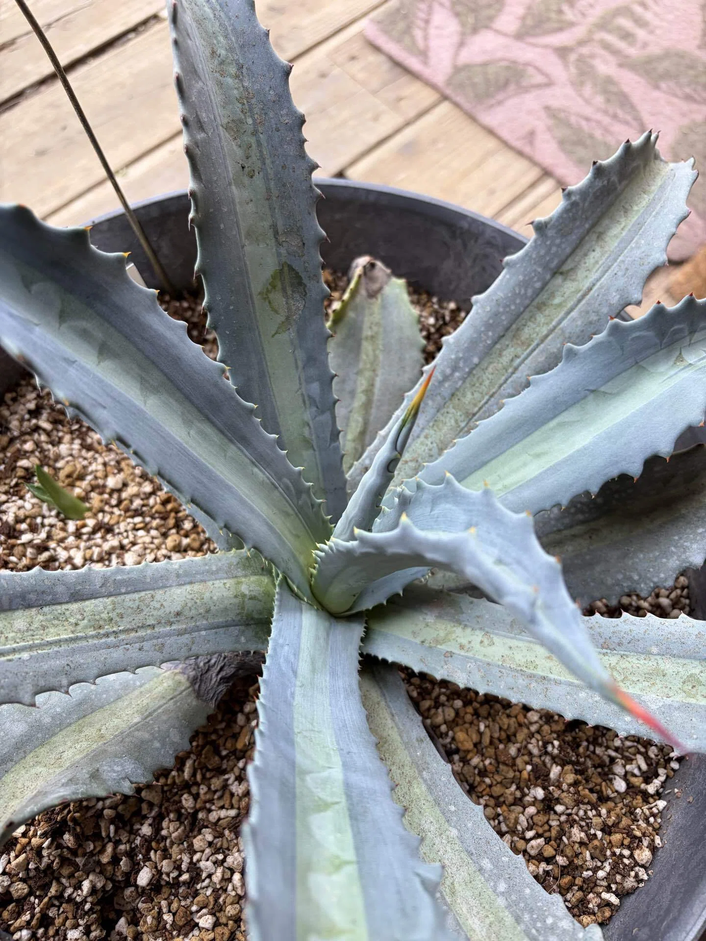 観葉植物の話〜アガベアメリカーナ初子株?（嬉）〜｜ほのぼのライフ