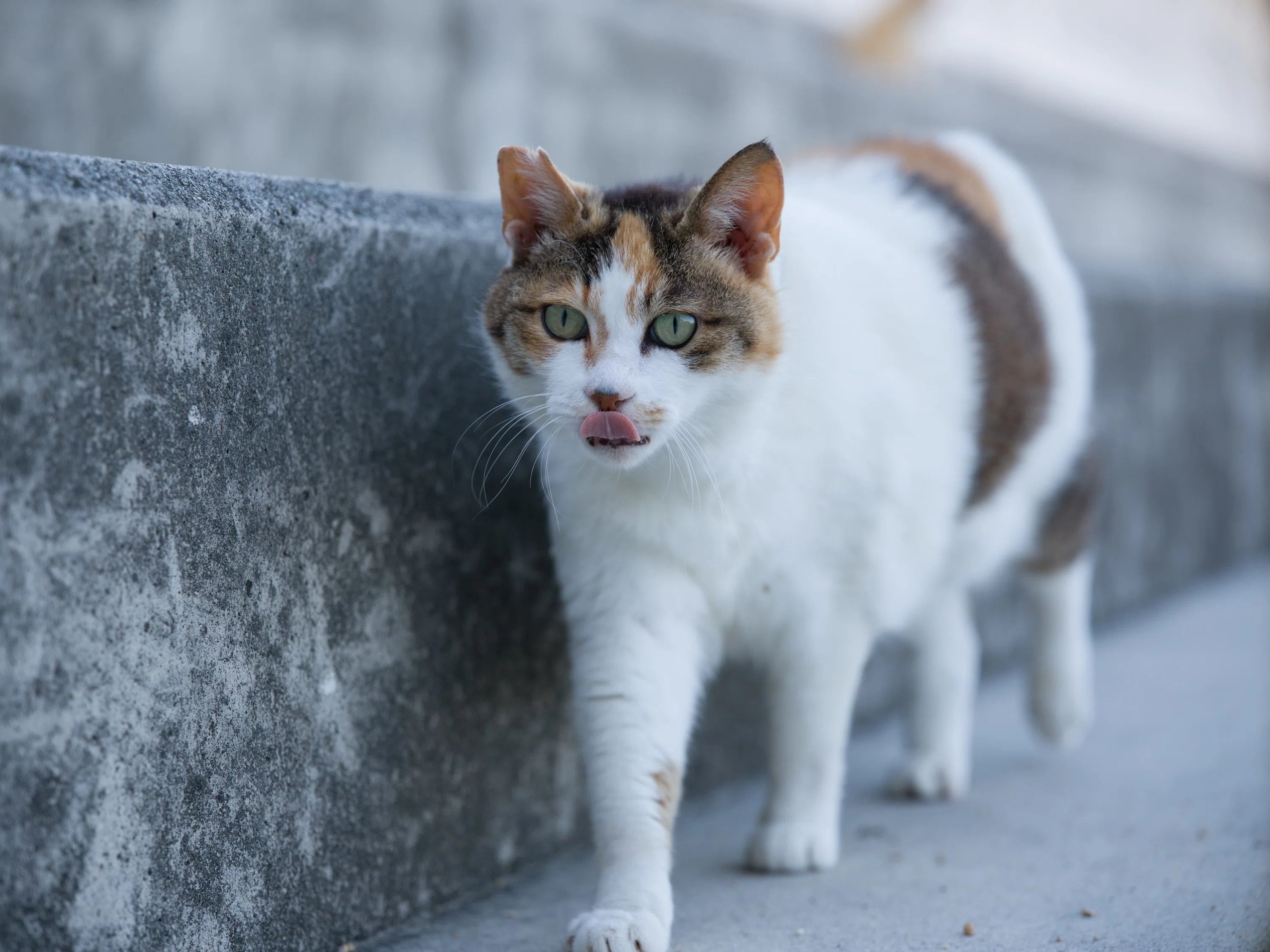 I tried using the Hasselblad X2D II 100C｜猫写真家 あおいとり