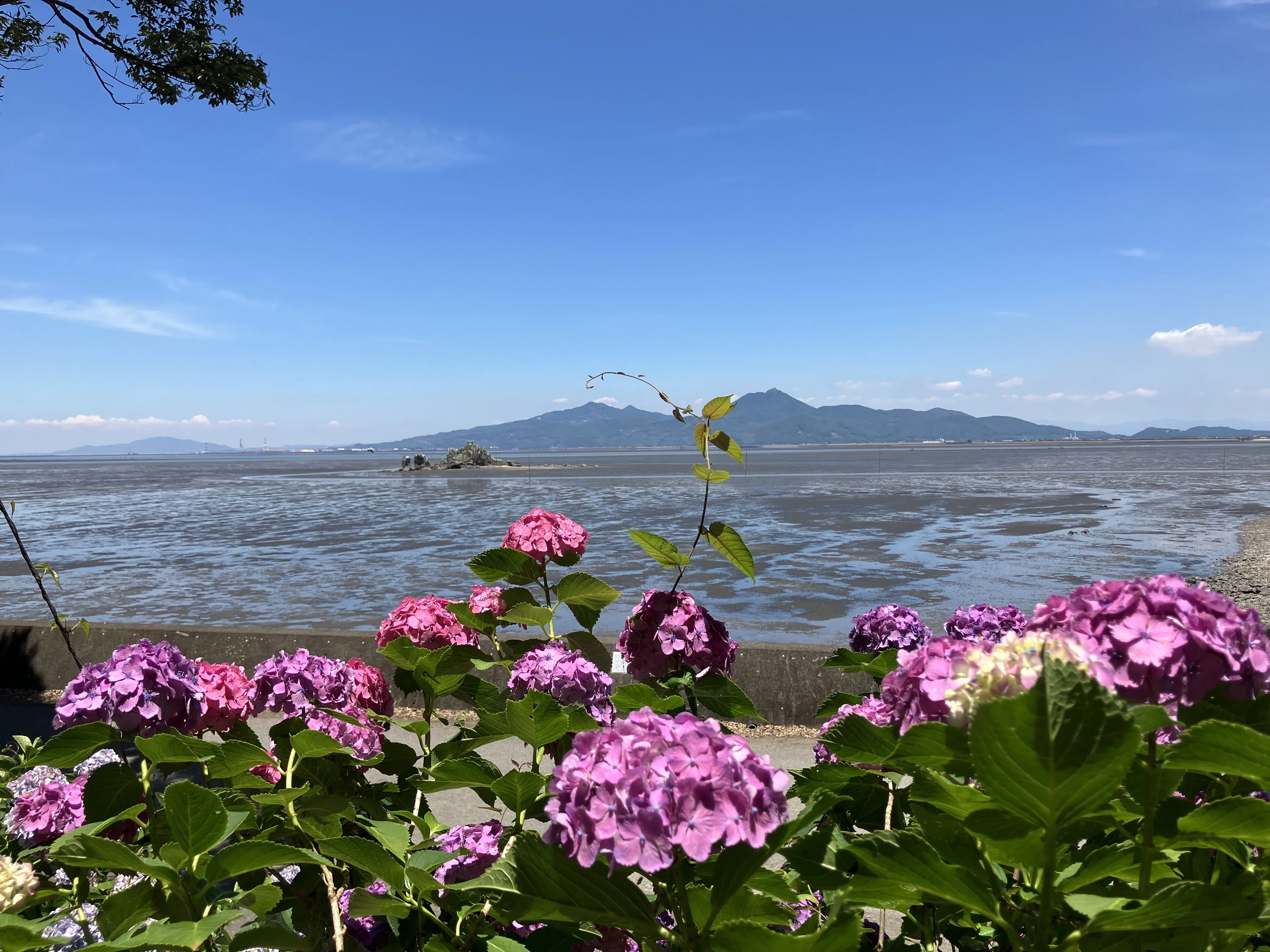 住吉自然公園のあじさいと住吉神社｜Desert Rose
