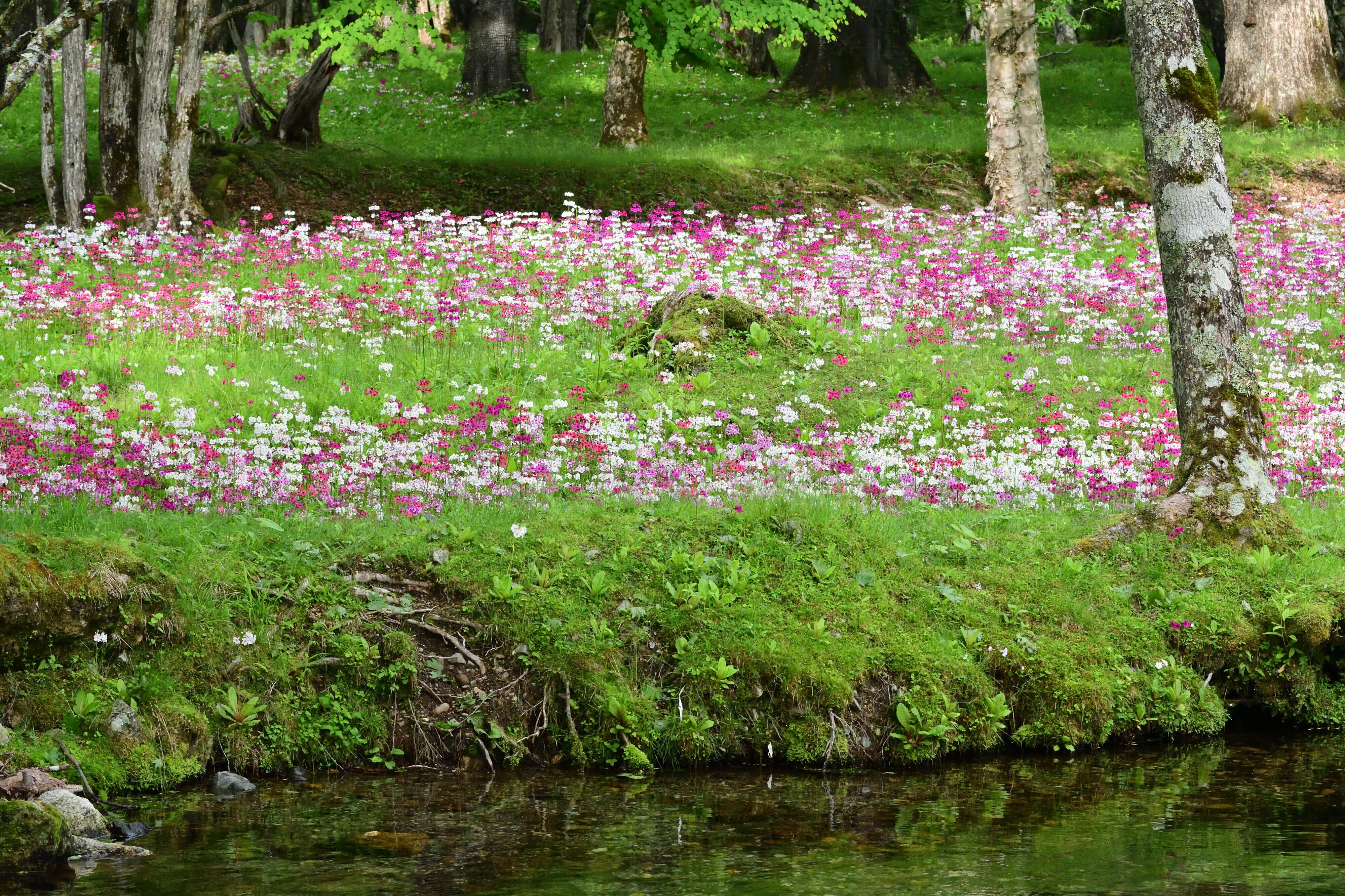 山の記録｜奥日光・中禅寺湖・千手ヶ浜・クリンソウ20260614｜渋谷貴志