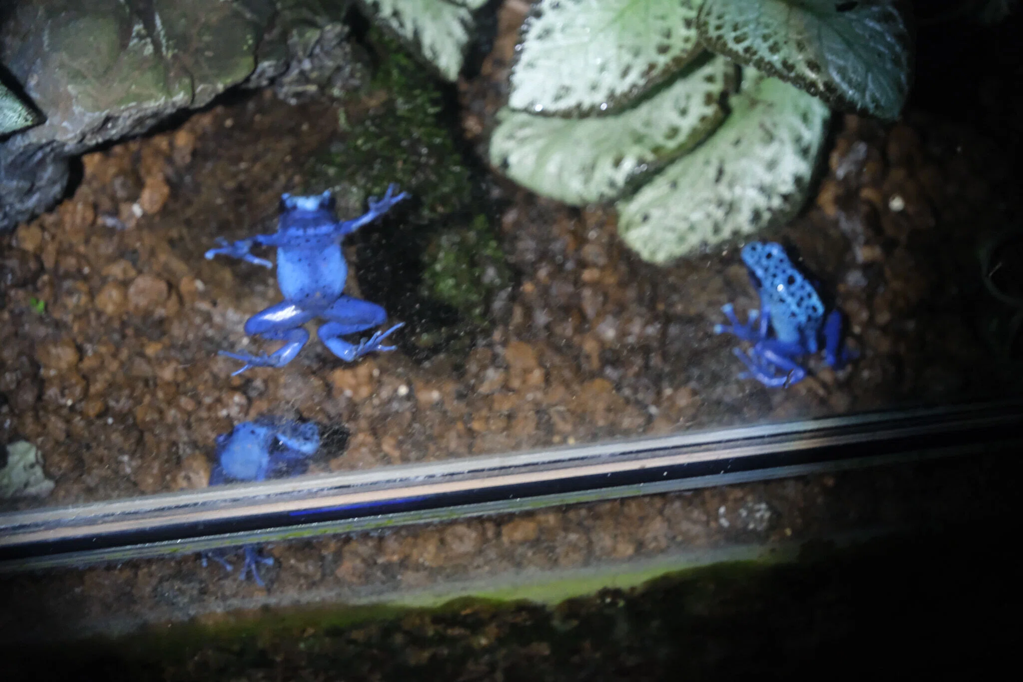 中国宋時代 影青カエル水滴 幅約11㎝ 東Y7-0715⭐︎2F タエサ Blue