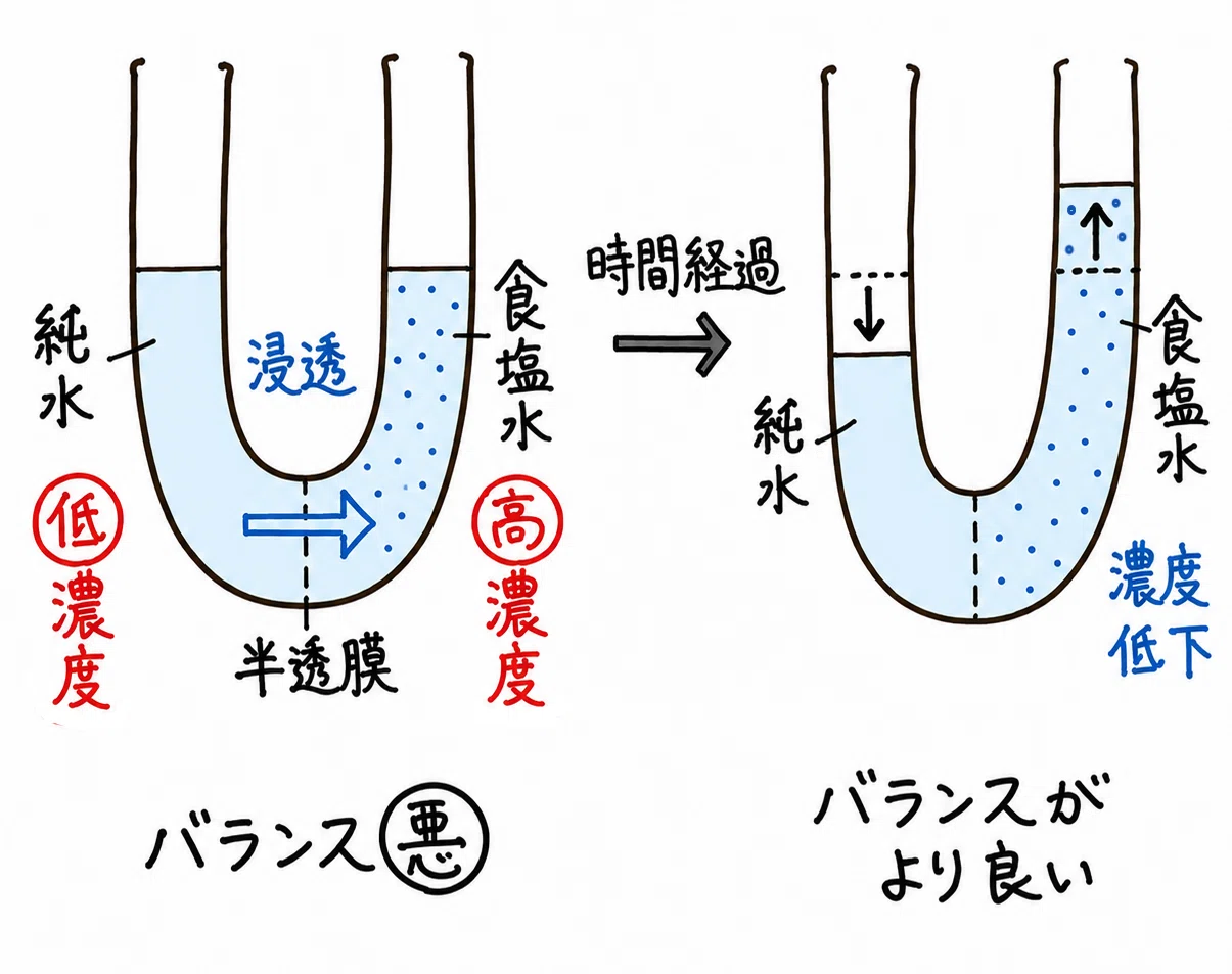 浸透 圧 と は