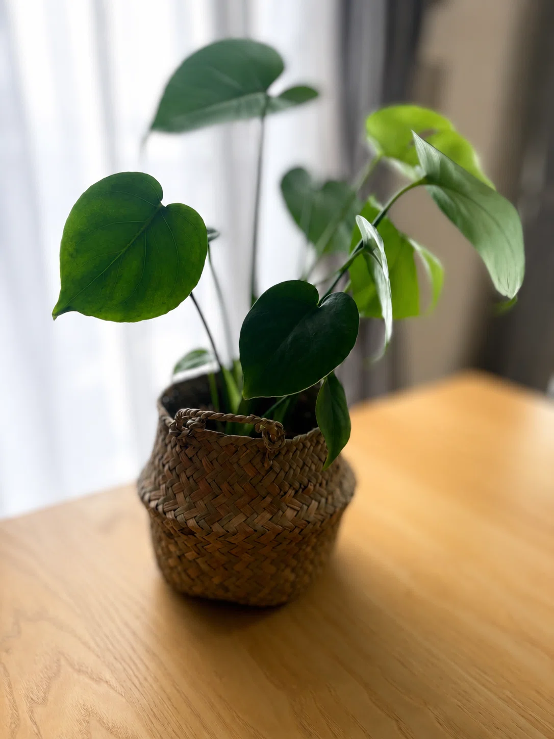 最近買ったお気に入りと、嬉しかったのと、うーむむむ。な観葉植物達