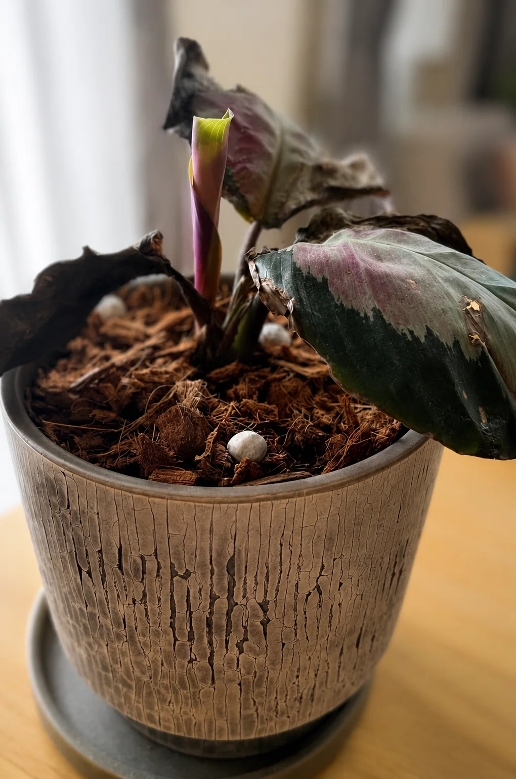 最近買ったお気に入りと、嬉しかったのと、うーむむむ。な観葉植物達
