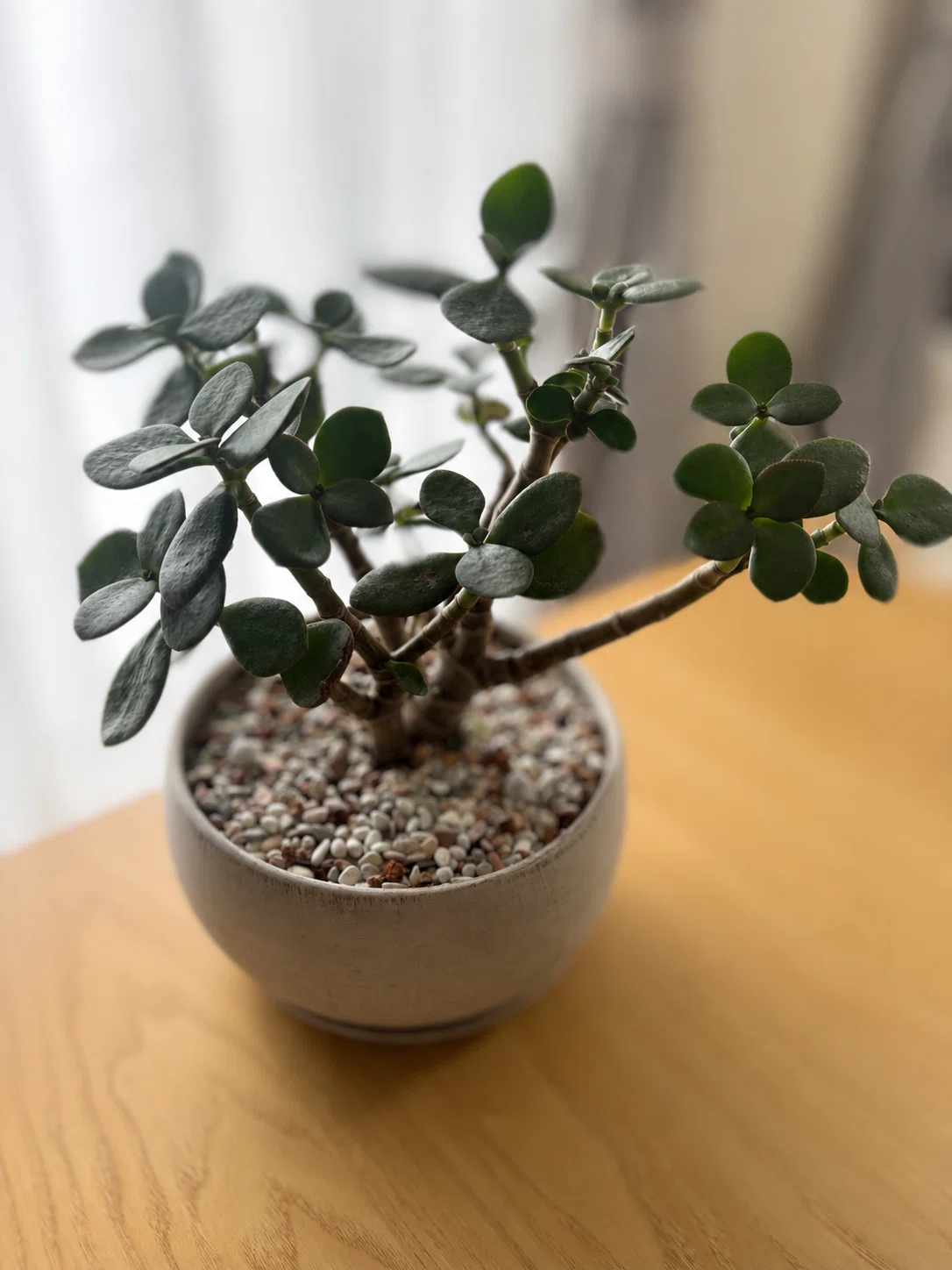 最近買ったお気に入りと、嬉しかったのと、うーむむむ。な観葉植物達