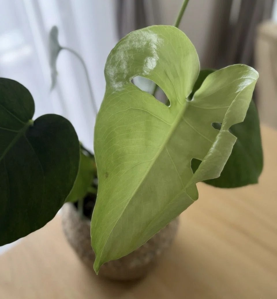 最近買ったお気に入りと、嬉しかったのと、うーむむむ。な観葉植物達