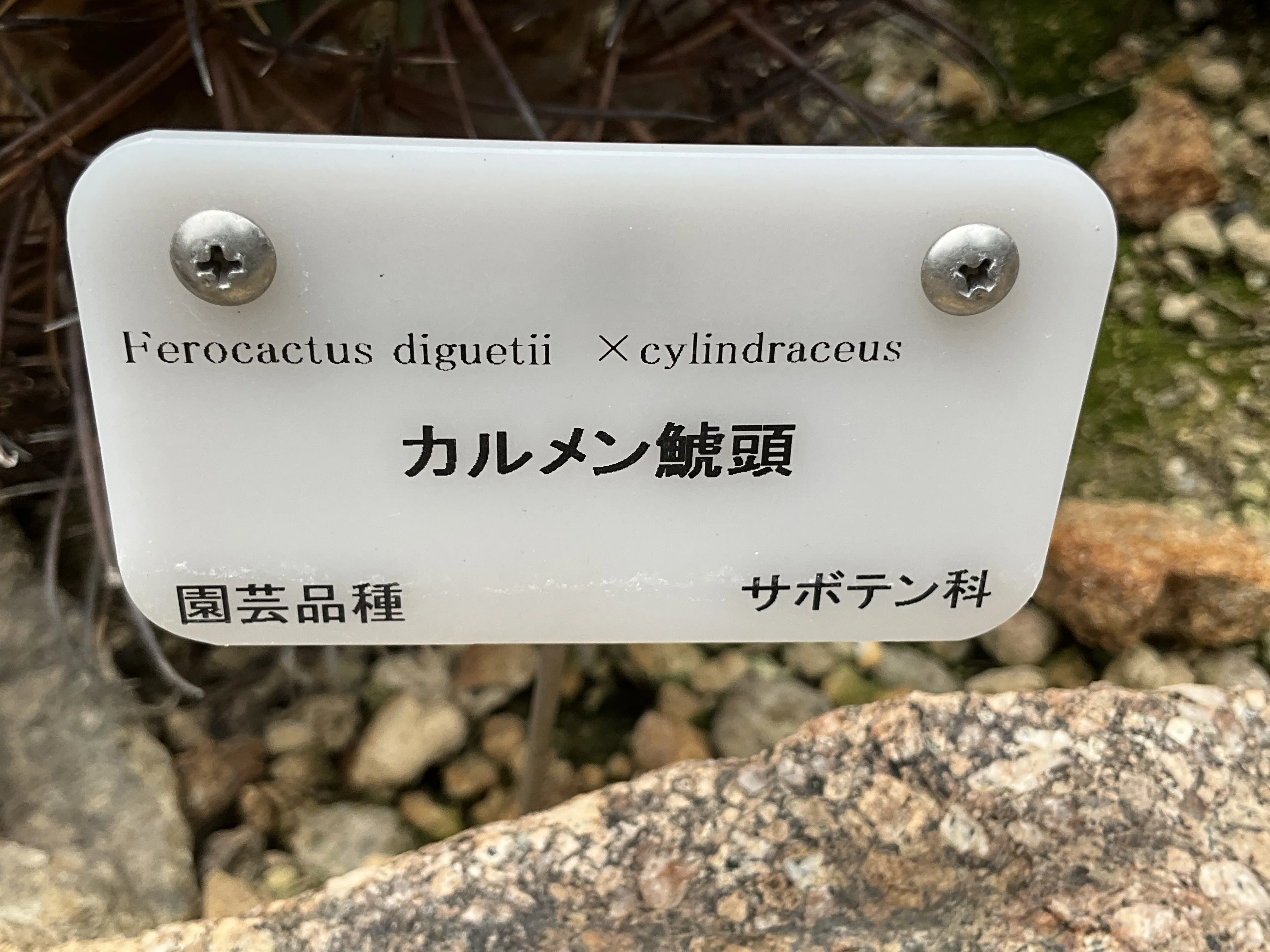 カルメン鯱頭（京都府立植物園）：2026年6月14日（日）｜藤井秀昭