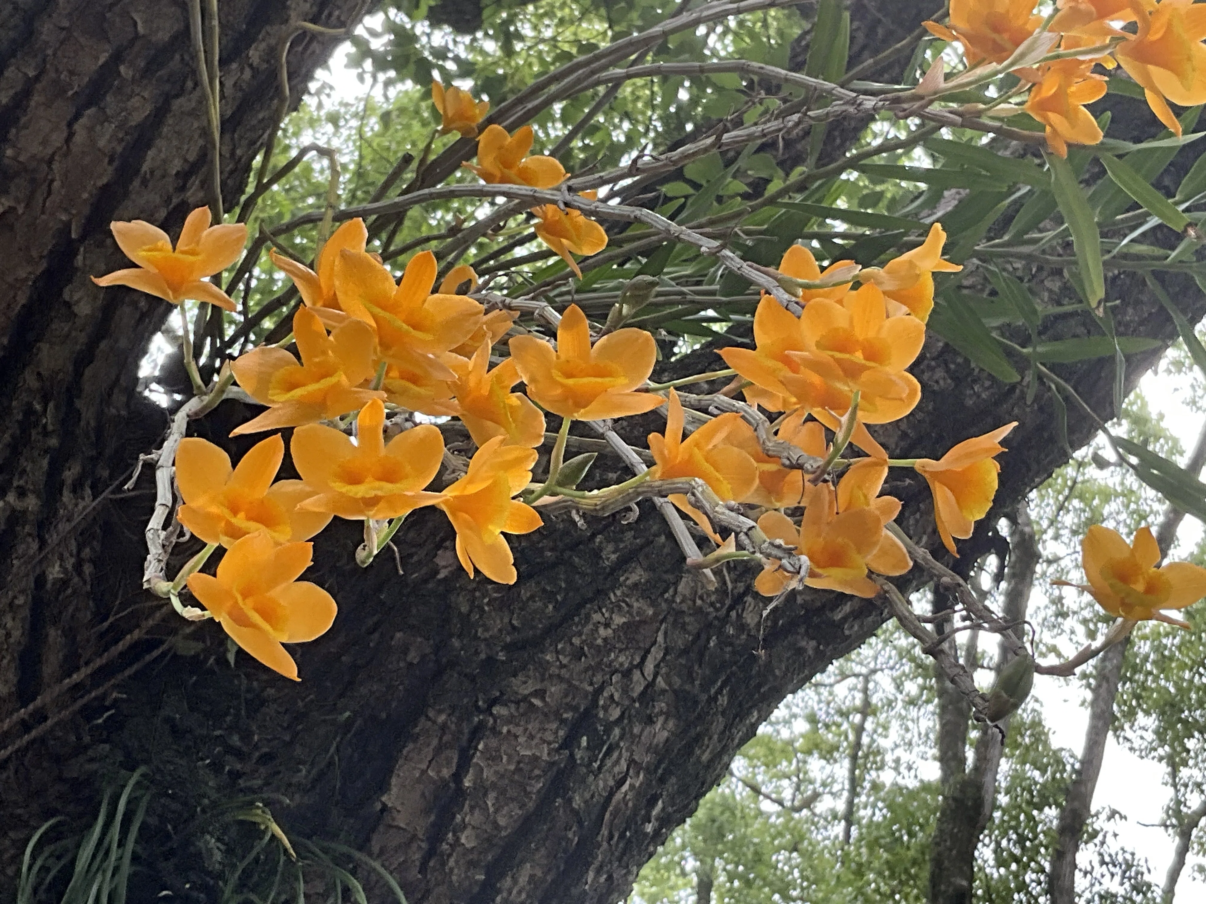 タイワンキバナセッコク（京都府立植物園）：2026年6月14日（日
