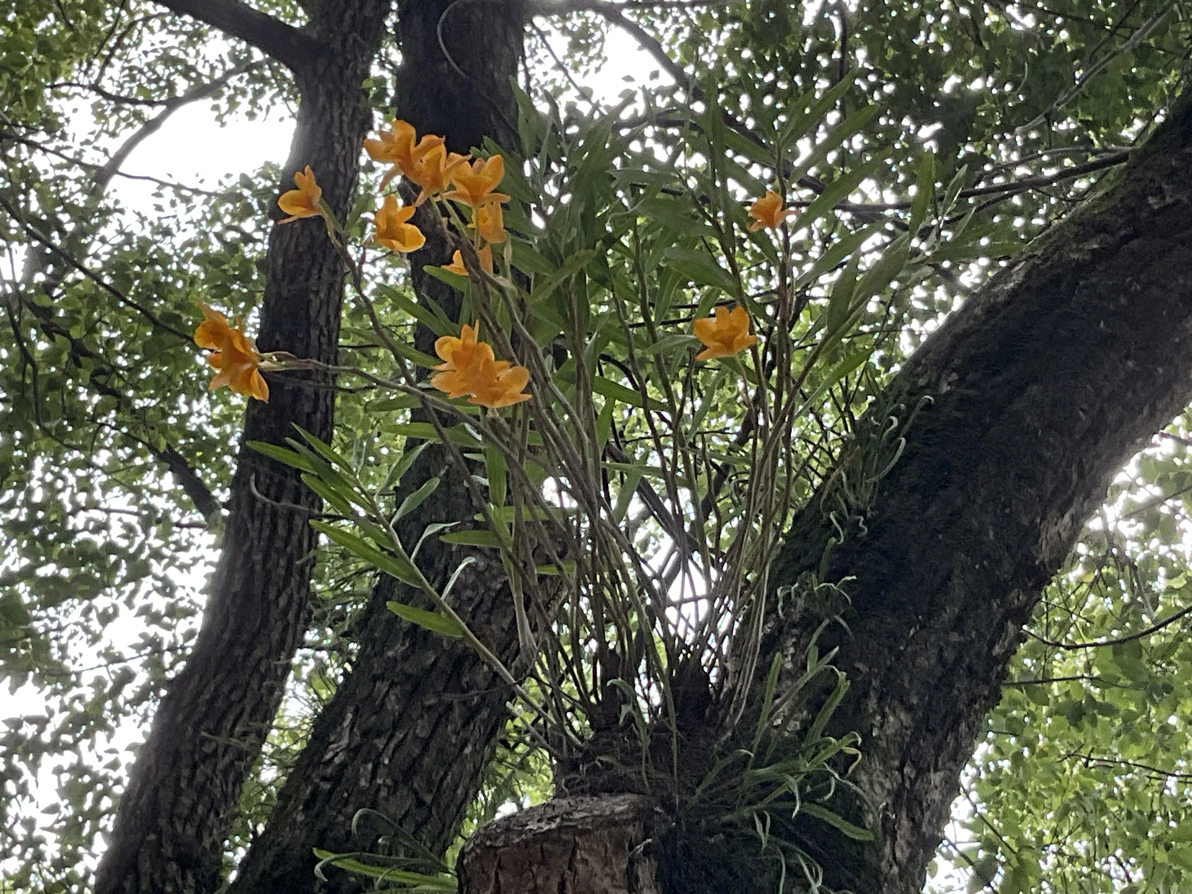 タイワンキバナセッコク（京都府立植物園）：2026年6月14日（日