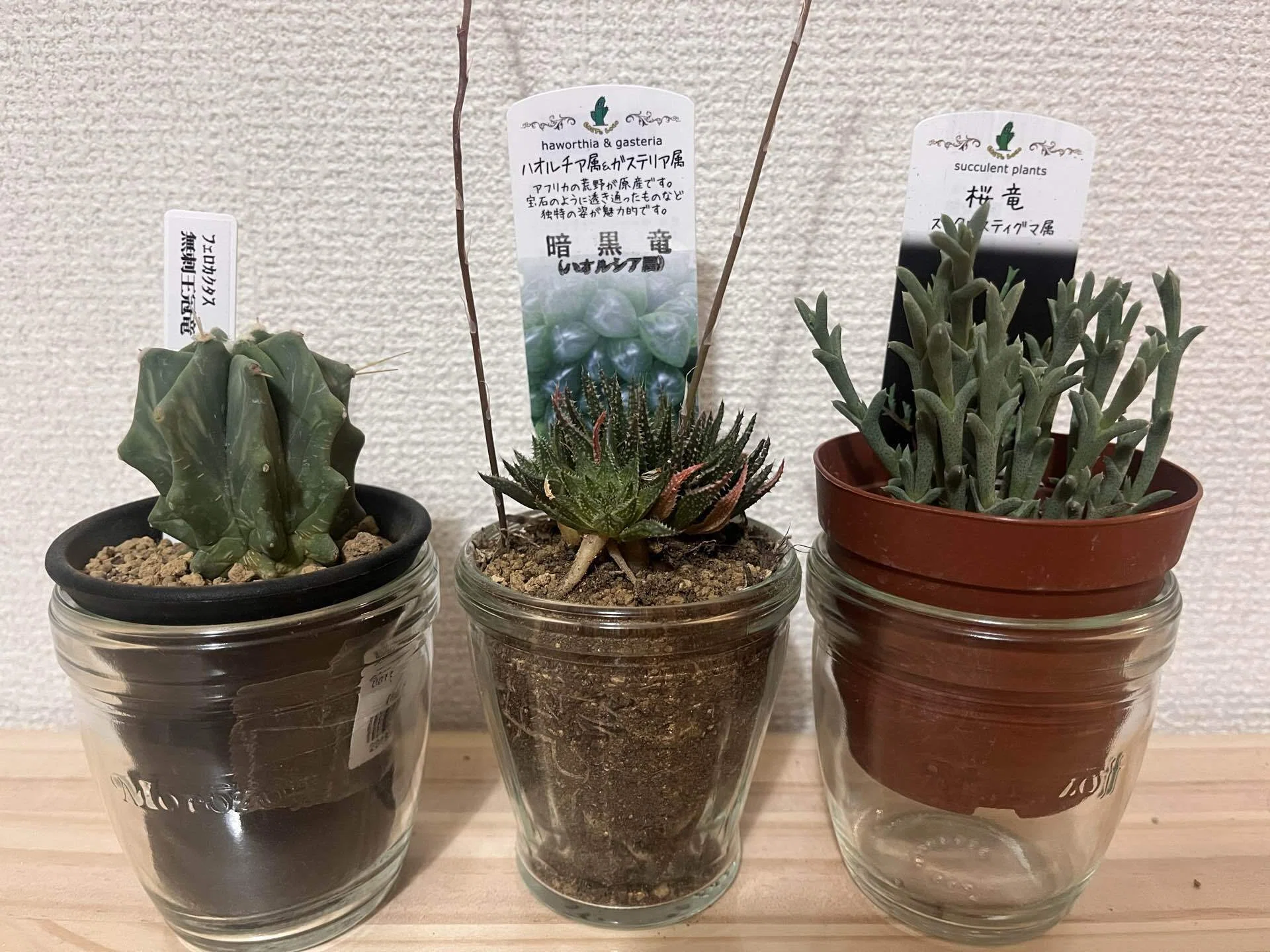 暗黒竜の新居探し｜多肉植物の名前が厨二病すぎる！第四話｜マイキー🐣