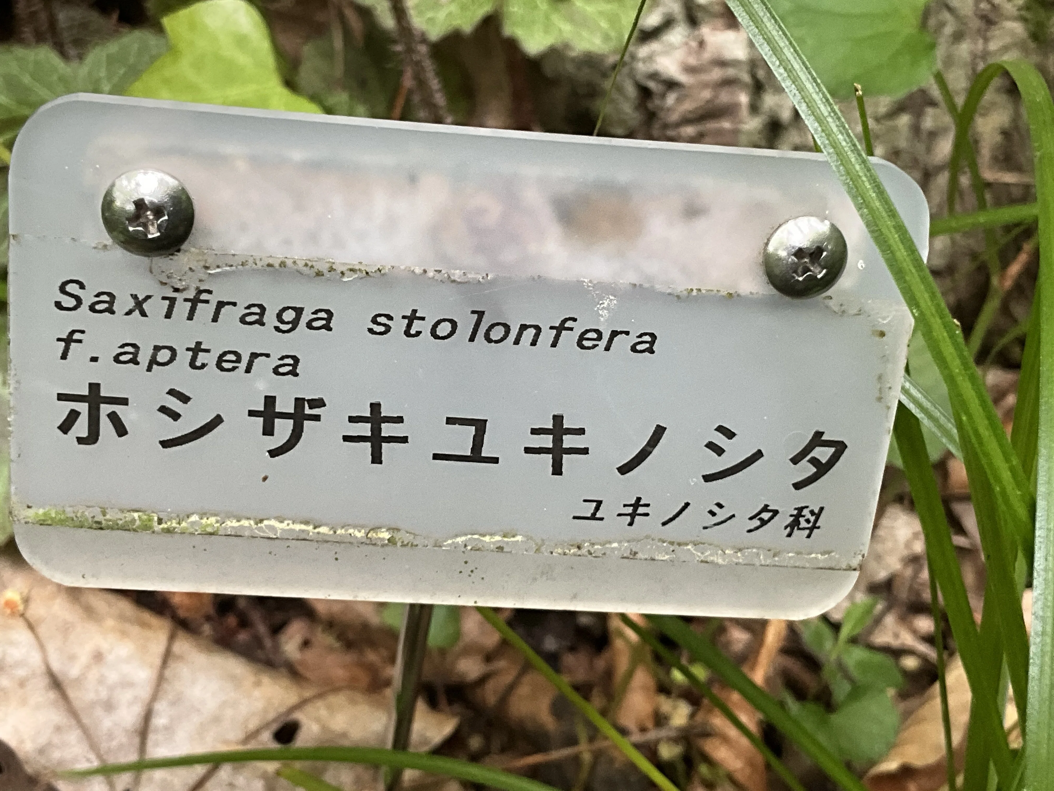 ホシザキユキノシタ（京都府立植物園）：2026年6月14日（日）｜藤井