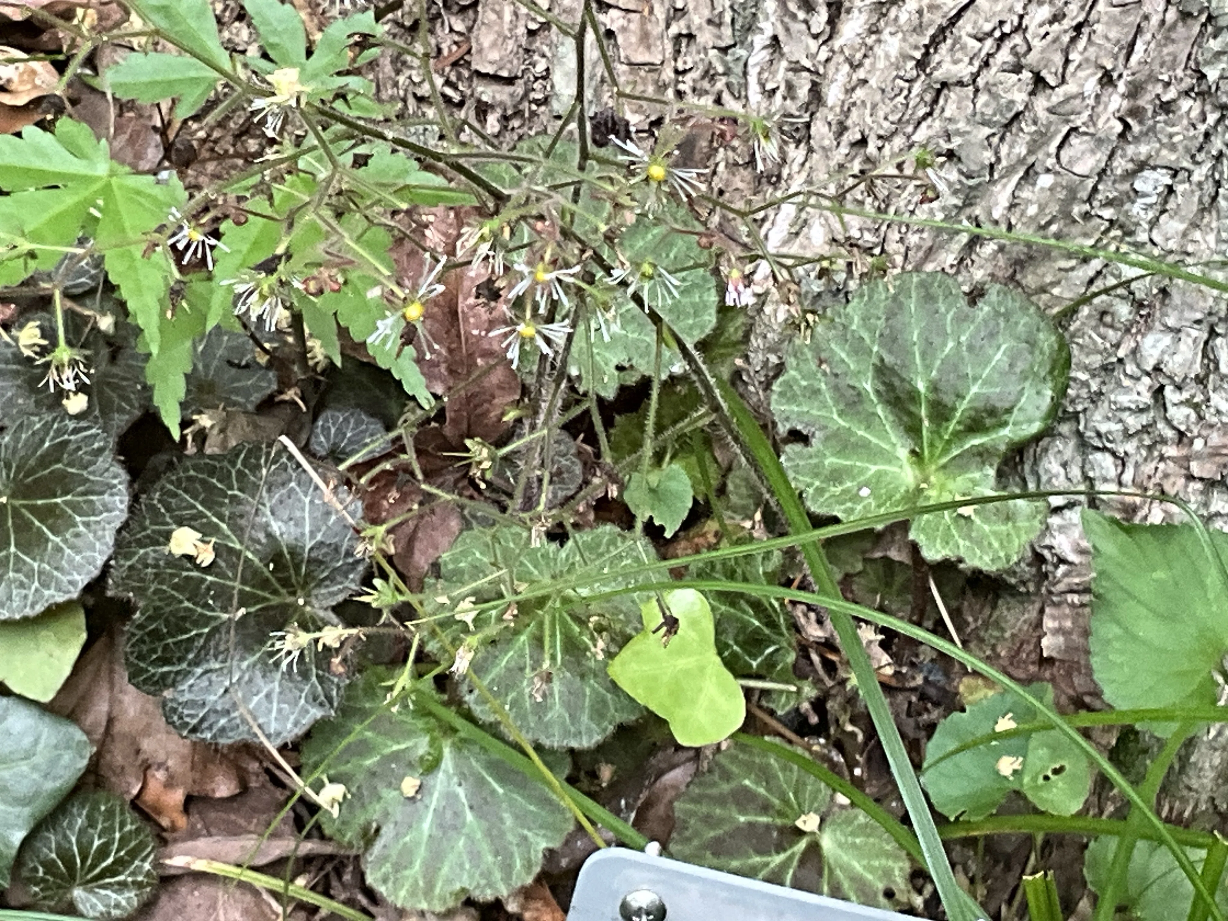 ホシザキユキノシタ（京都府立植物園）：2026年6月14日（日）｜藤井