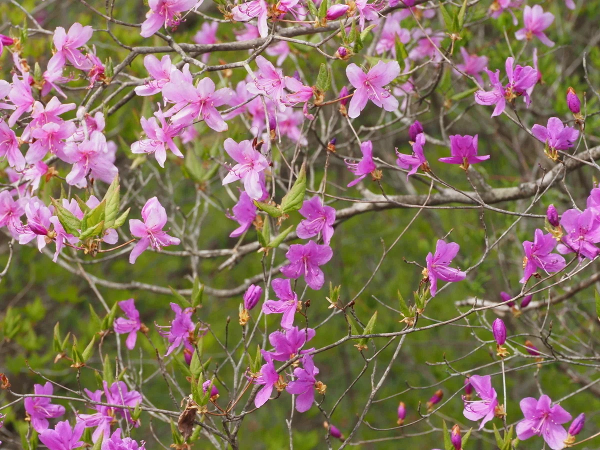 304．トウゴクミツバツツジの3色の花｜sasayan