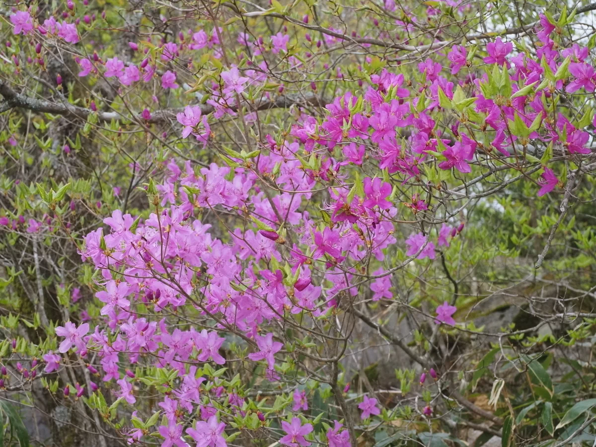 304．トウゴクミツバツツジの3色の花｜sasayan